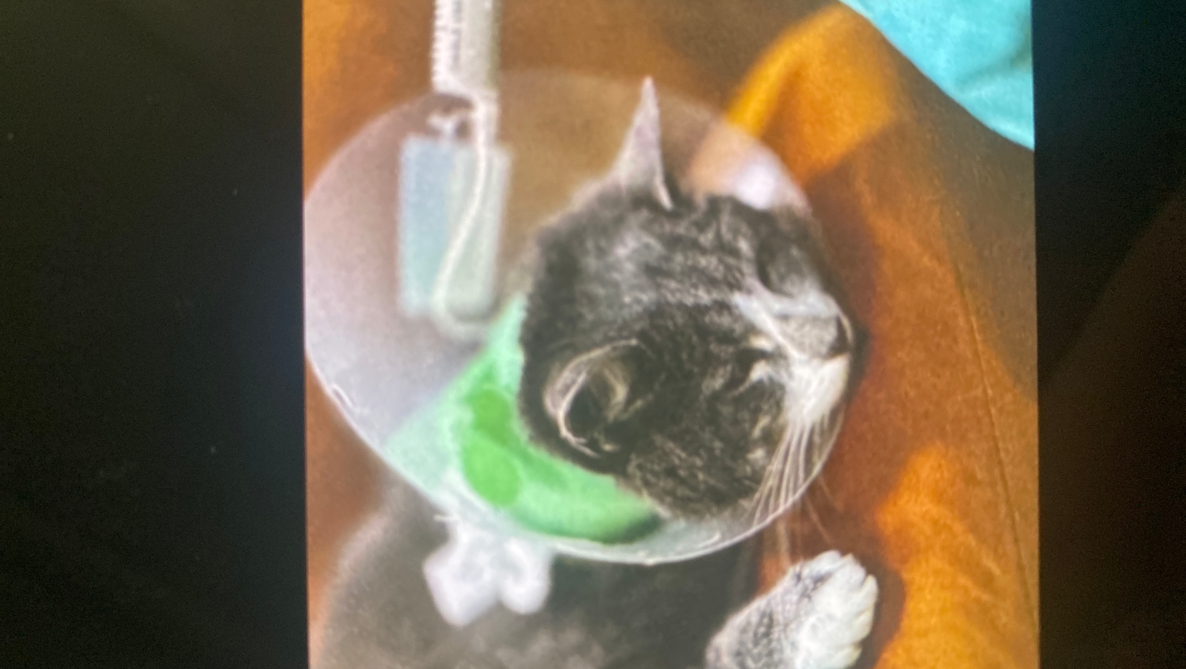 Multiple Dog Attack On Beautiful Mog was  Milo photo