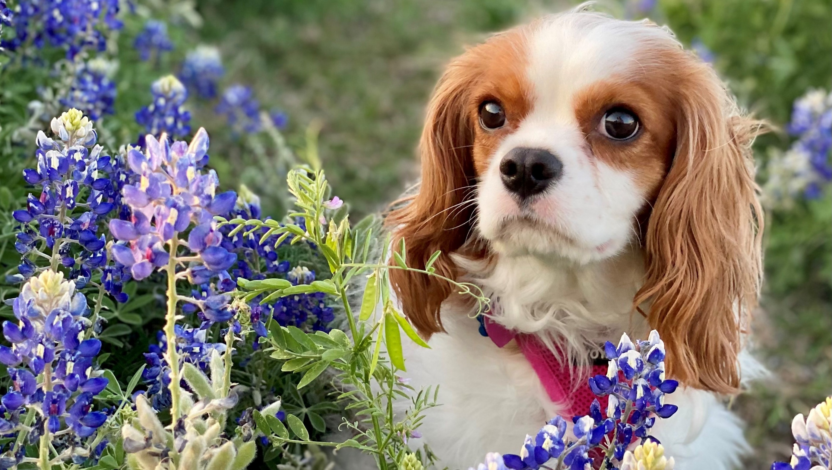 Donate to Eevee's Vet Bills photo