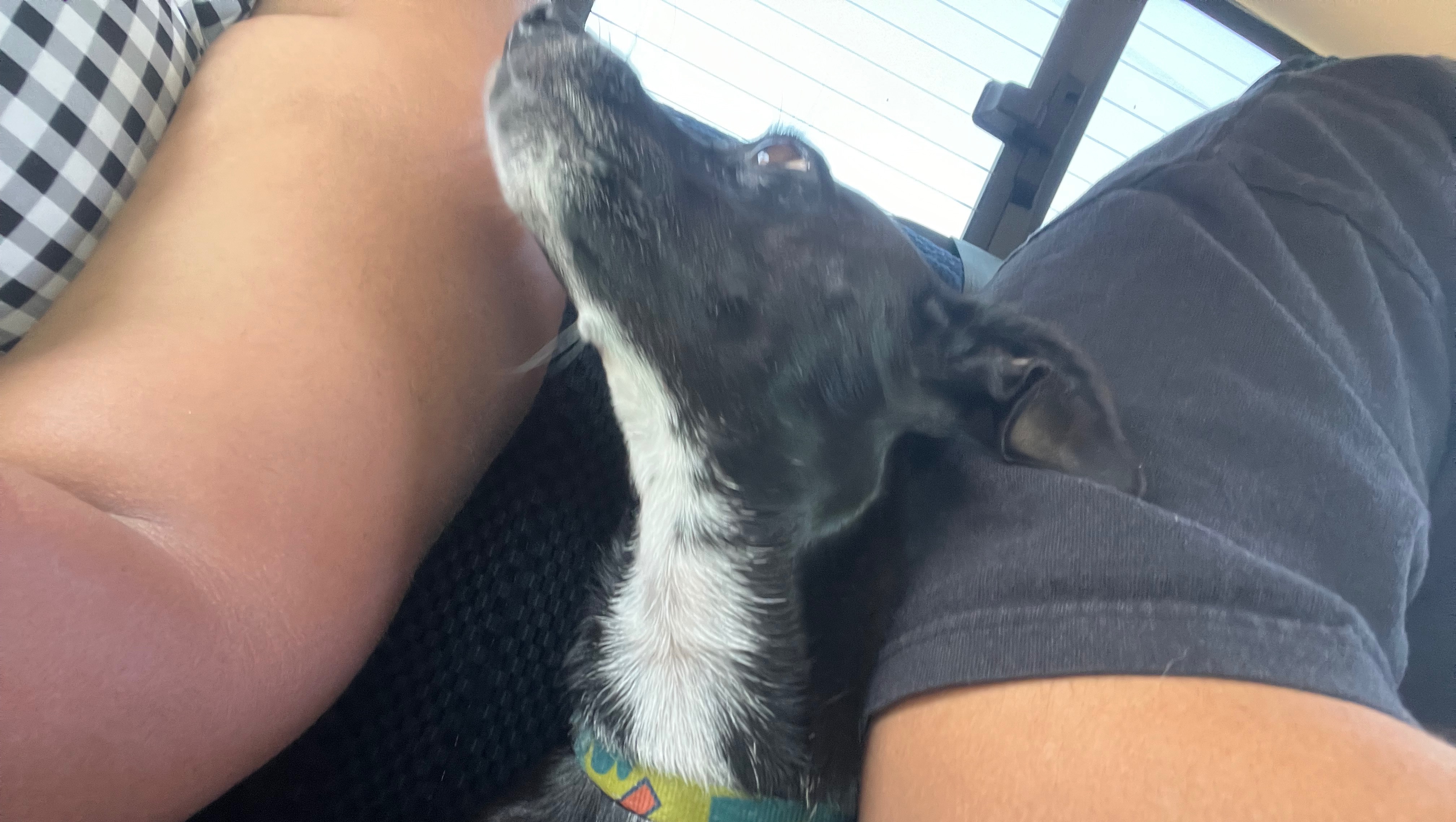 Fundraiser by Brenda Mondragon : Help Us Cremate Our Beloved Dog