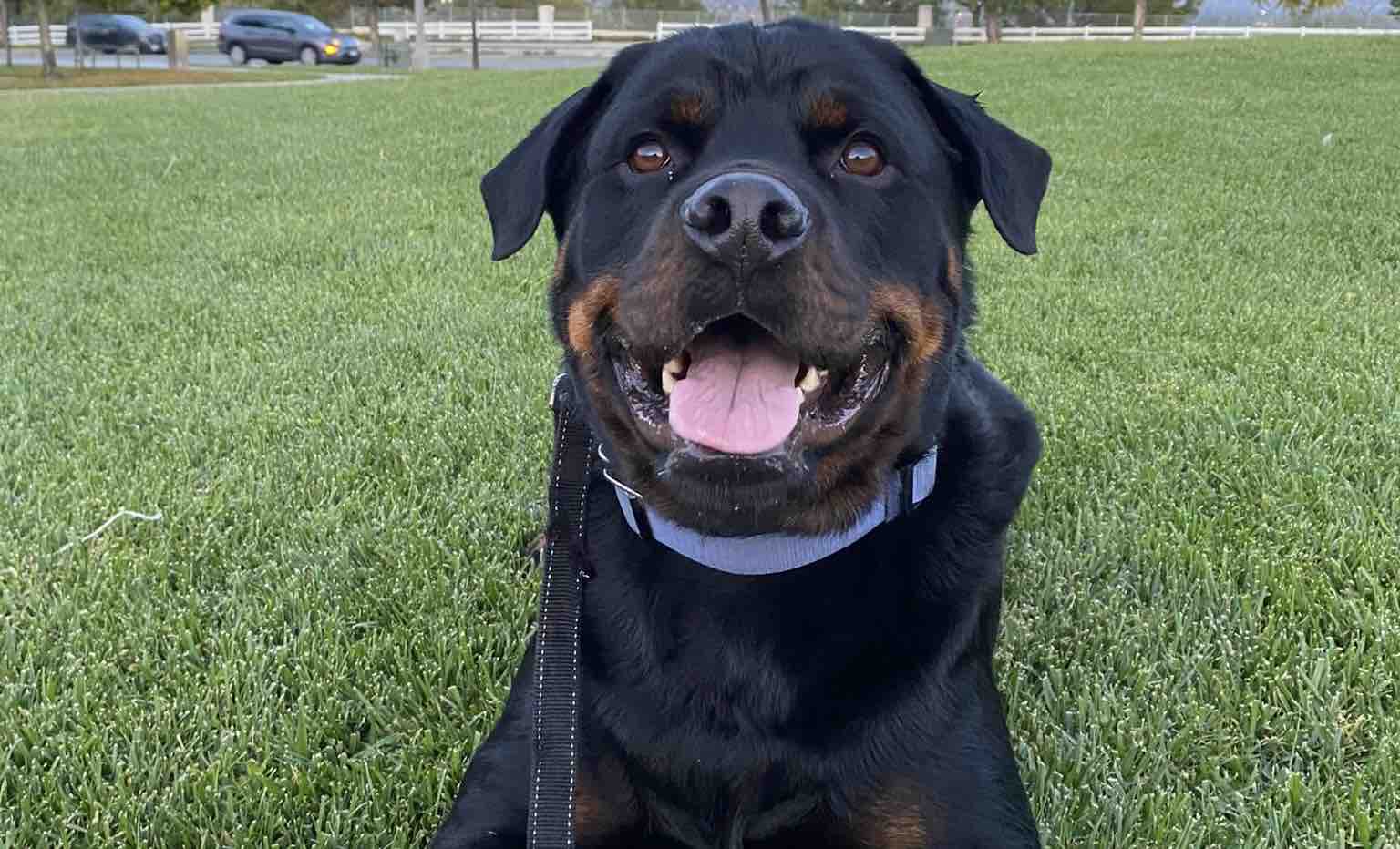 Fundraiser by Alexander Vasquez Raider Bear VET, expensive and bills