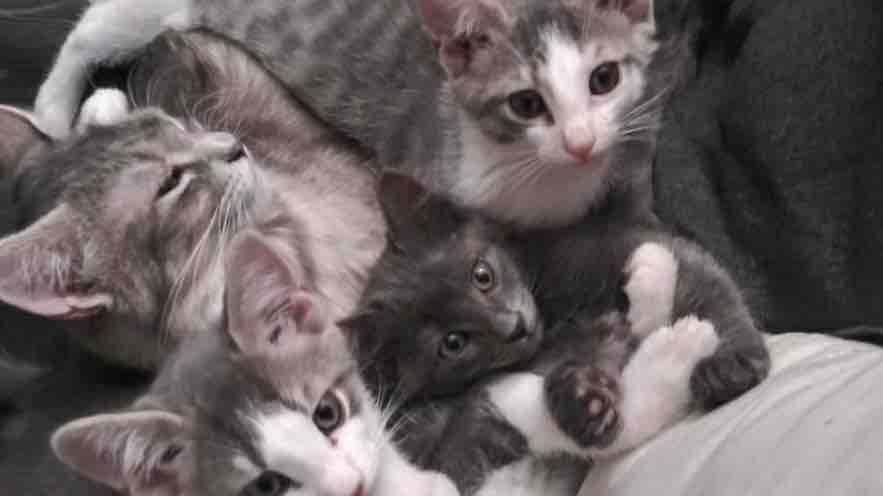 Lending a Hand to My Family and Pets pinned link photo