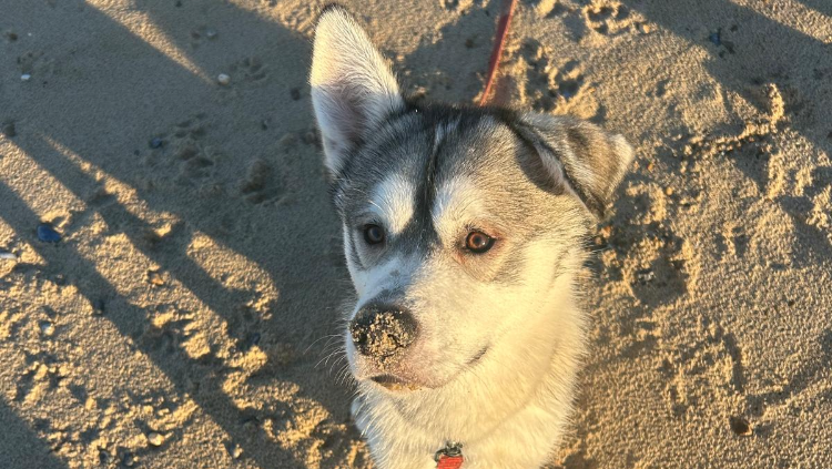 Fundraiser by Jade Course : Please help Mylow