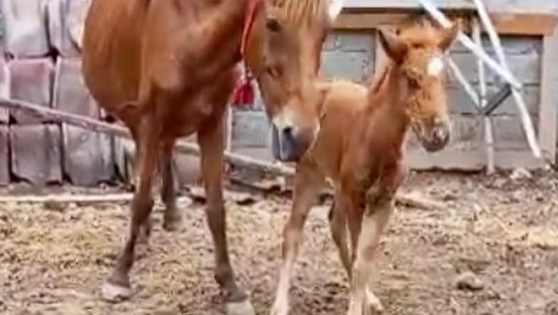 Support Horses of Gili's: Rescue and Rehab photo
