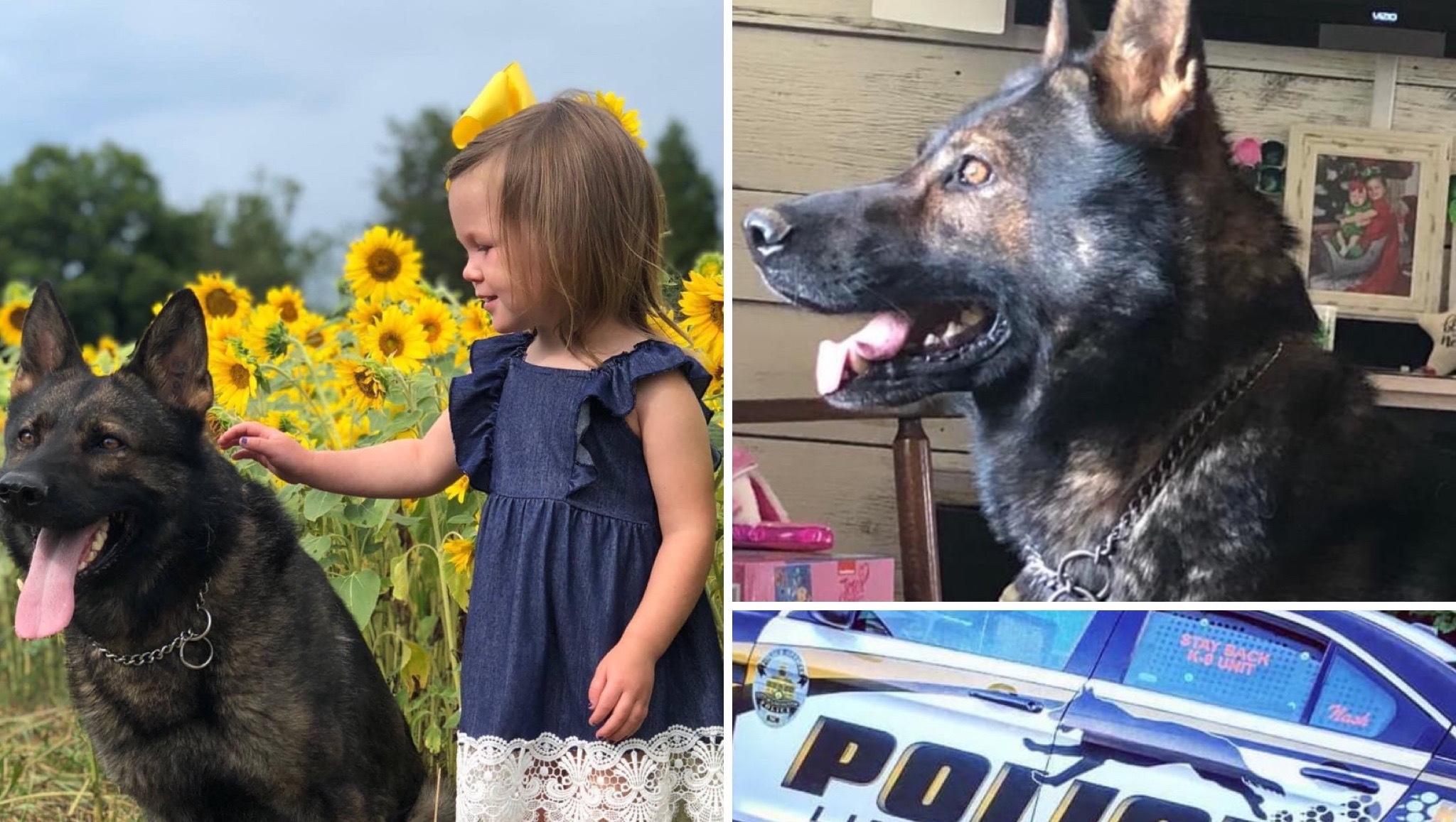 Police K9 Randy Fundraiser for Randy Carroll by Tiffany Cline : Help a local police ...