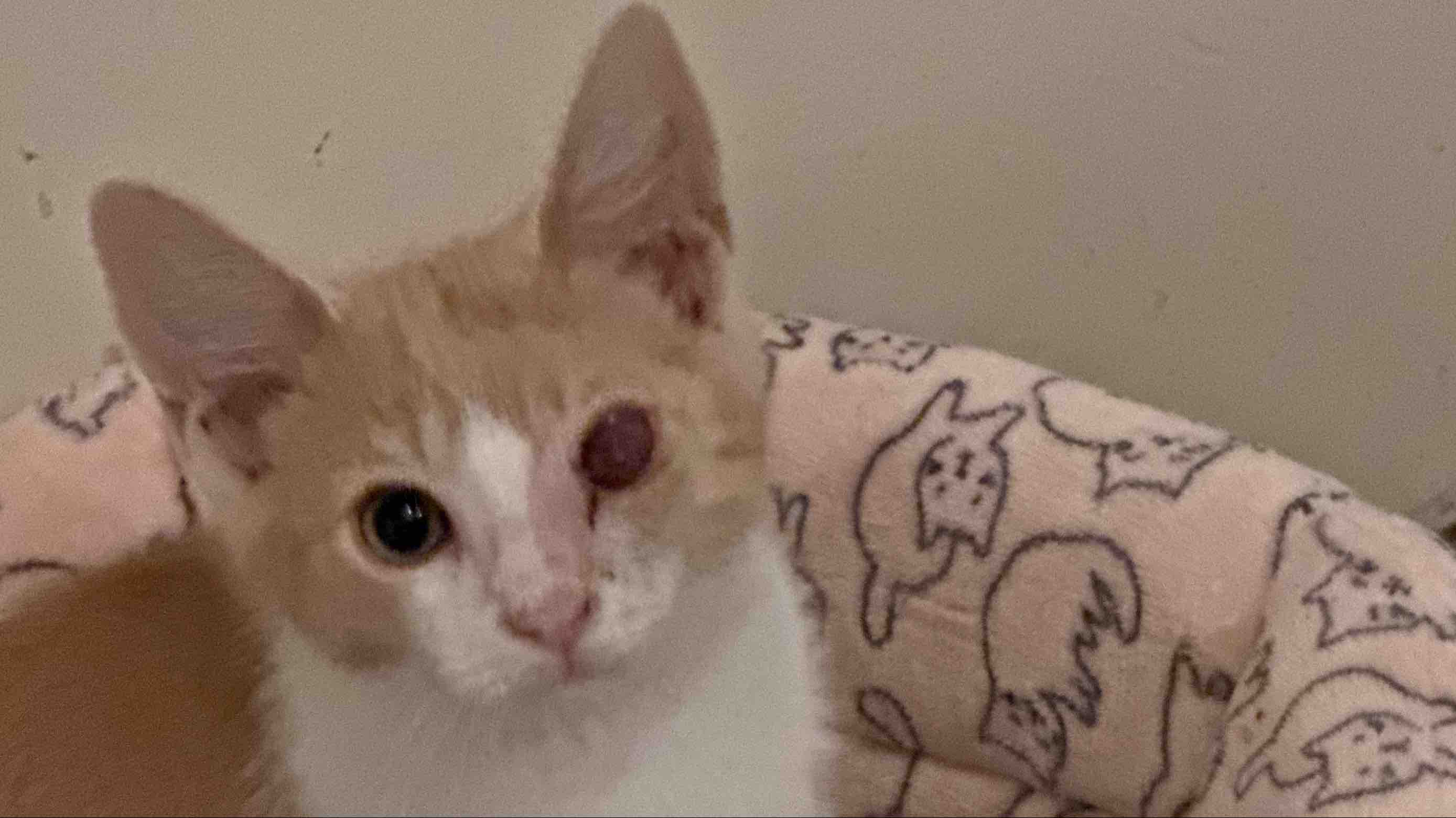 Baby Lars needs his eye removed! photo