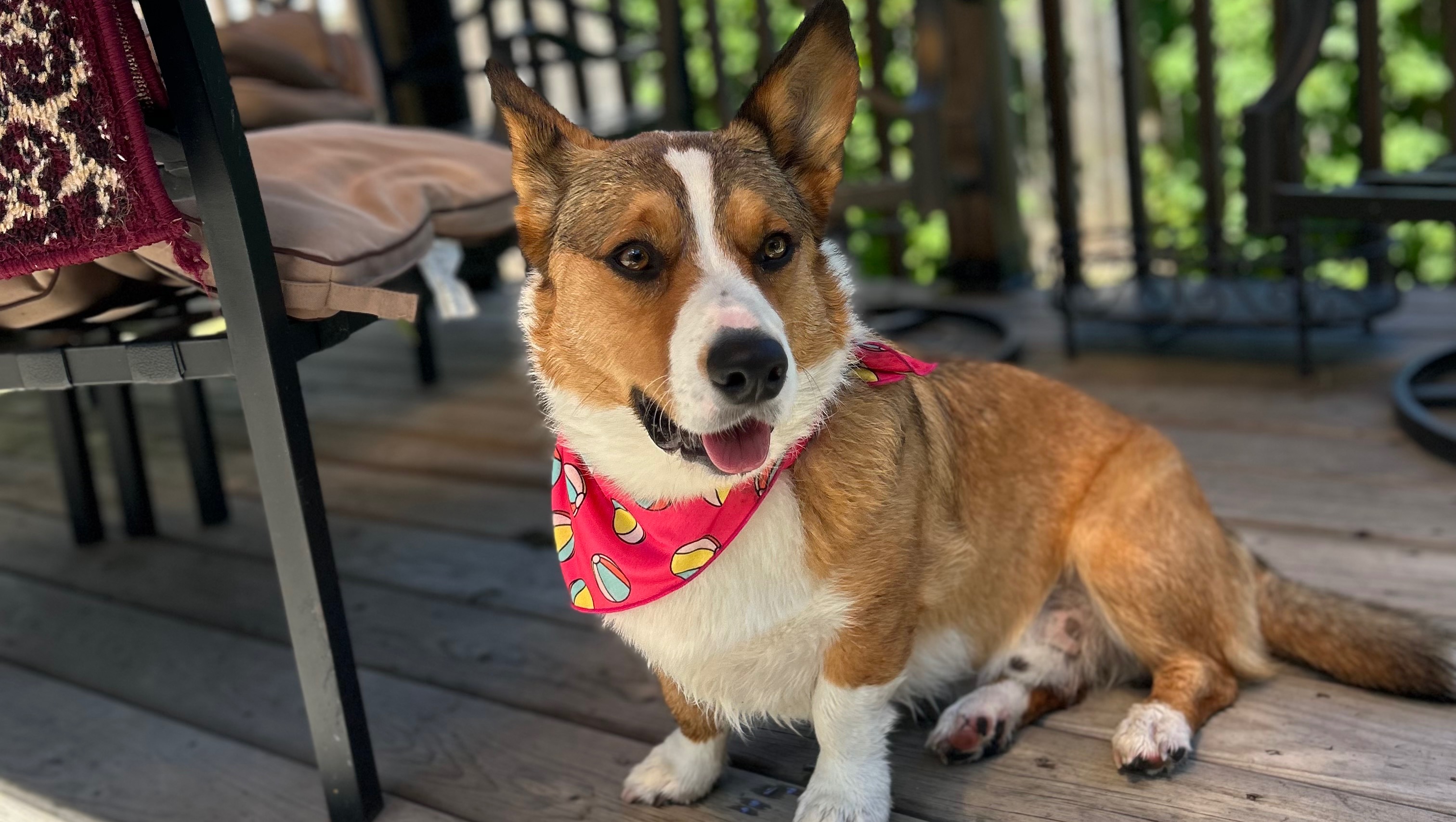 Fundraiser by Arianna Shokour : Help Charlie the Corgi get Surgery