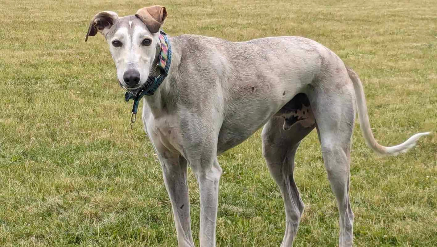 Help Lurcher SOS Sighthound Rescue photo