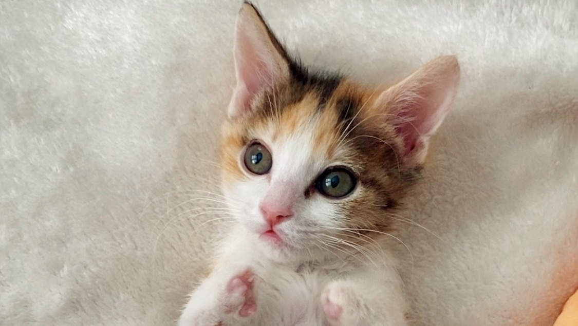 Support Minnie's Surgery photo