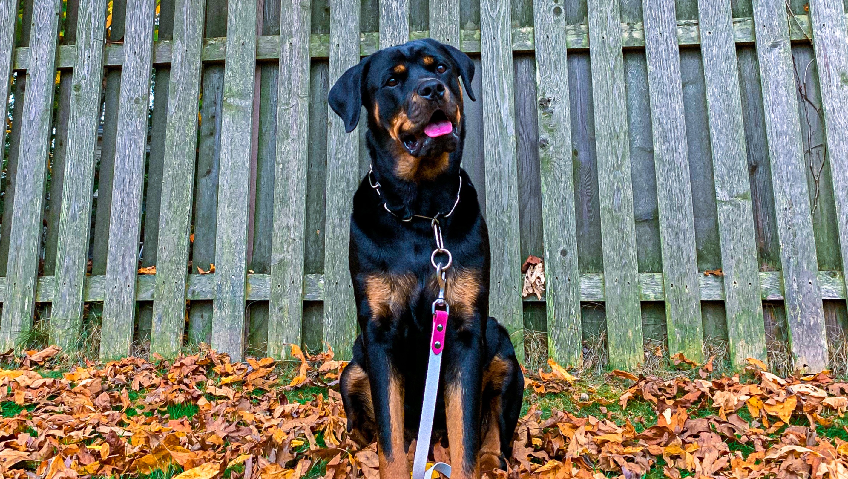 Support Nova's Critical Medical Treatment photo