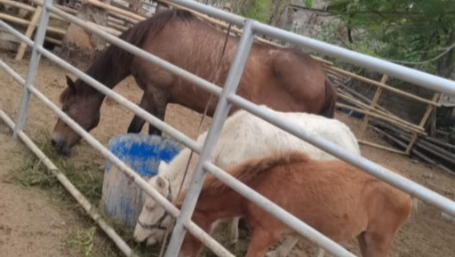 Expand Horses of Gili's Sanctuary photo