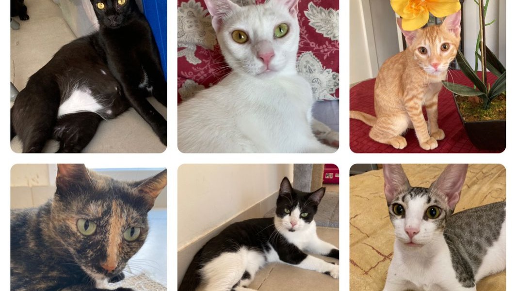 Fundraiser by Akmal Ibrahim : Give Oman’s Stray Cats a Home and a New ...