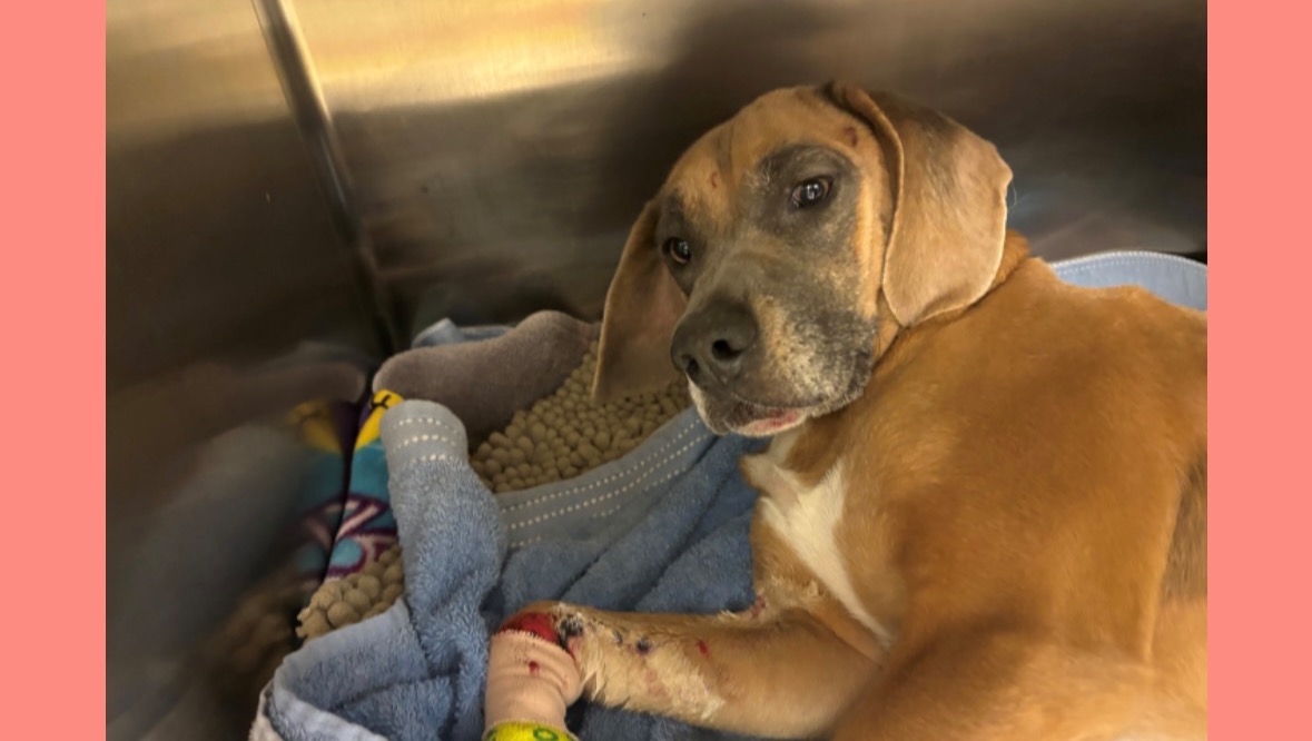 Save Bentley: Support His Medical Treatment photo
