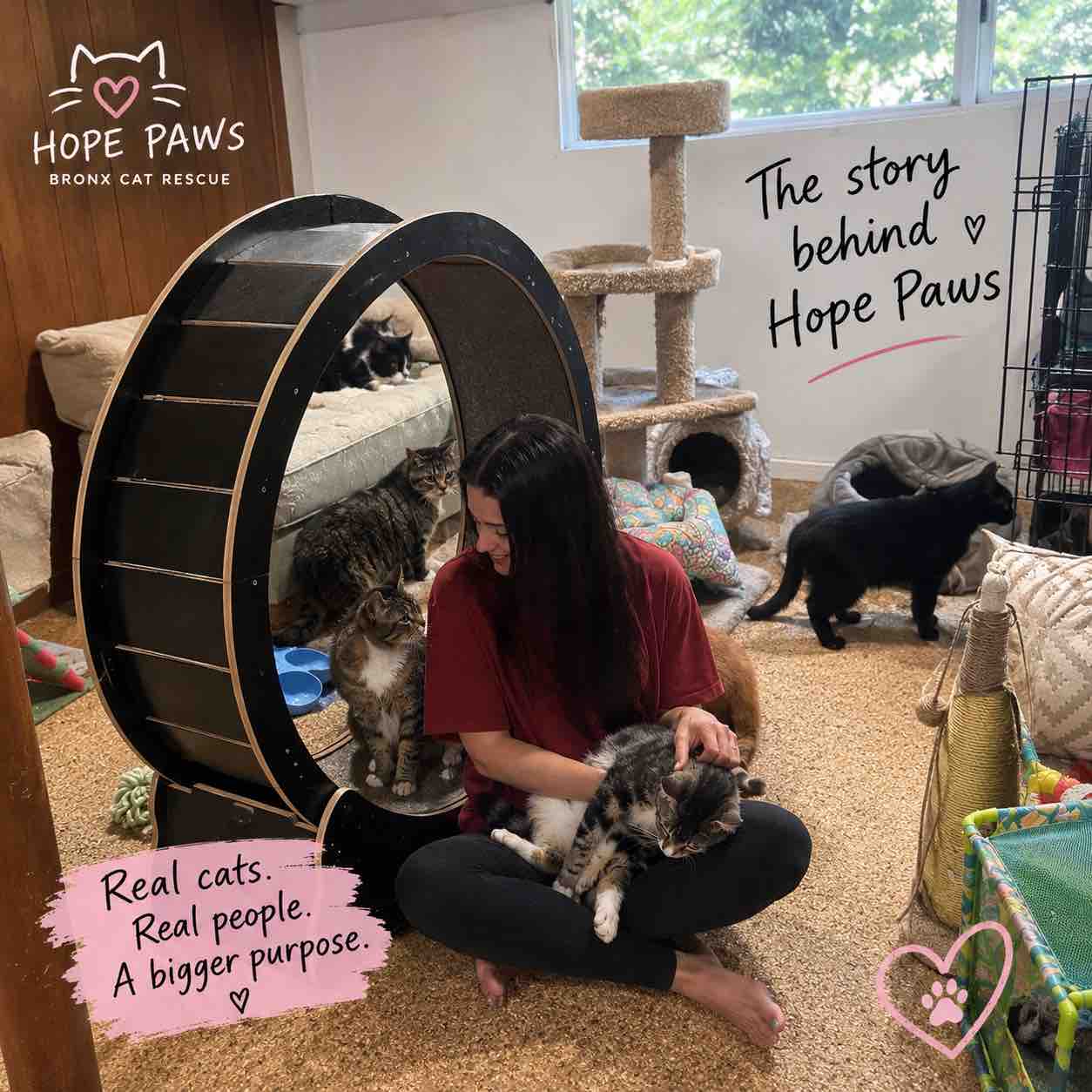 Support Camila's Mission for Bronx Stray Cats campaign photo, 4 of 5