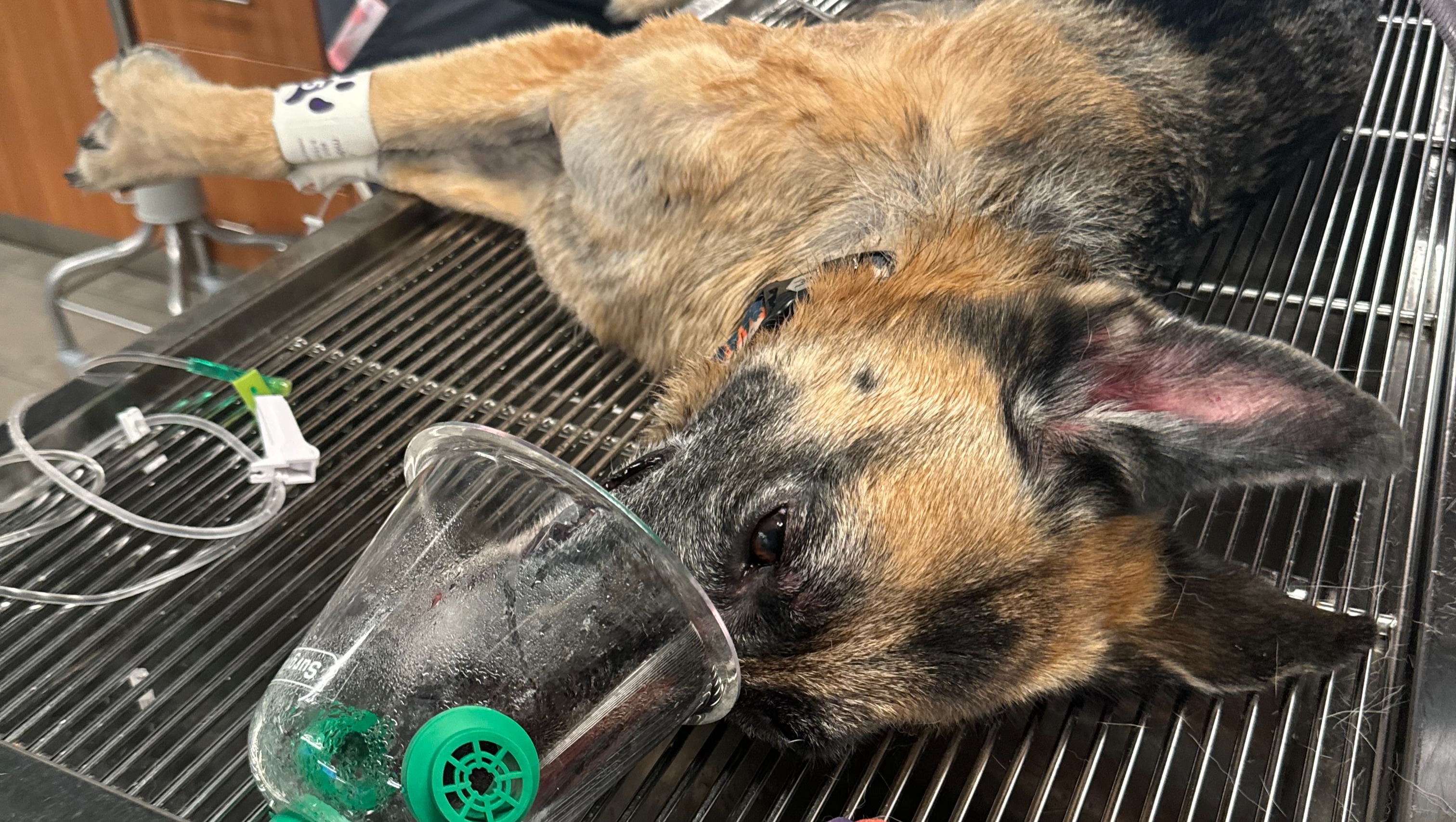 Urgent Help Needed For Critical Care For Service Dog photo