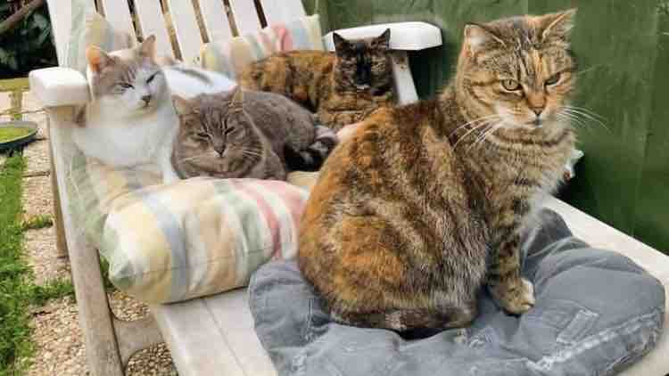 RACCOLTA CURE E STERILIZZAZIONI RANDAGI DELLA LU’❤️ photo