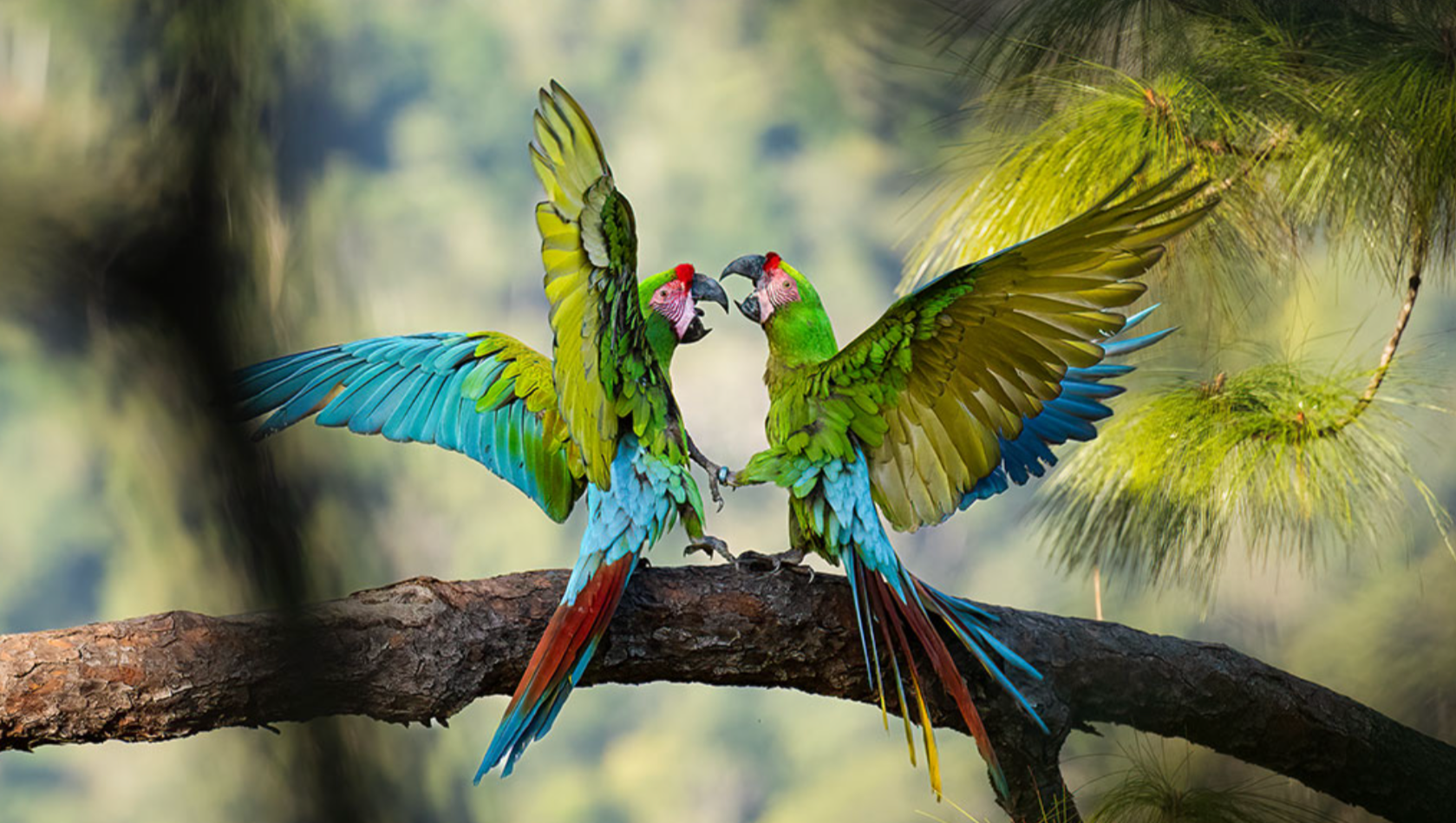 Ayuda a Francisco y Las Guacamayas - Help Francisco & Macaws photo