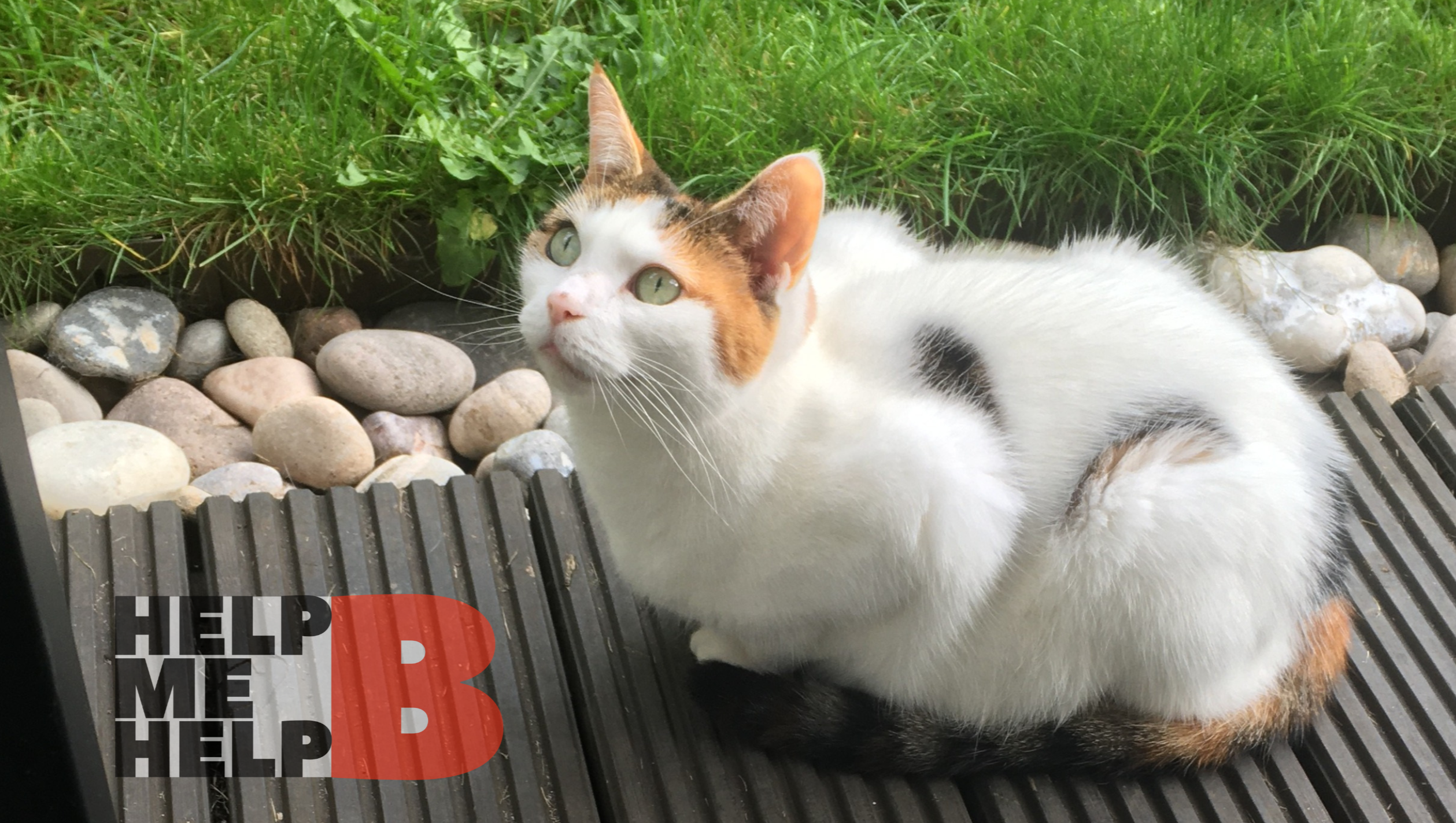 Help B, a homeless disabled woman who has fled violence photo