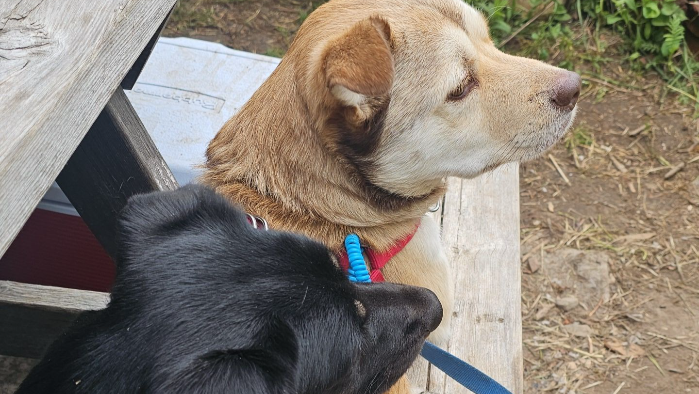 Fundraiser by Katauyak Everard Kat trying to get back on feet