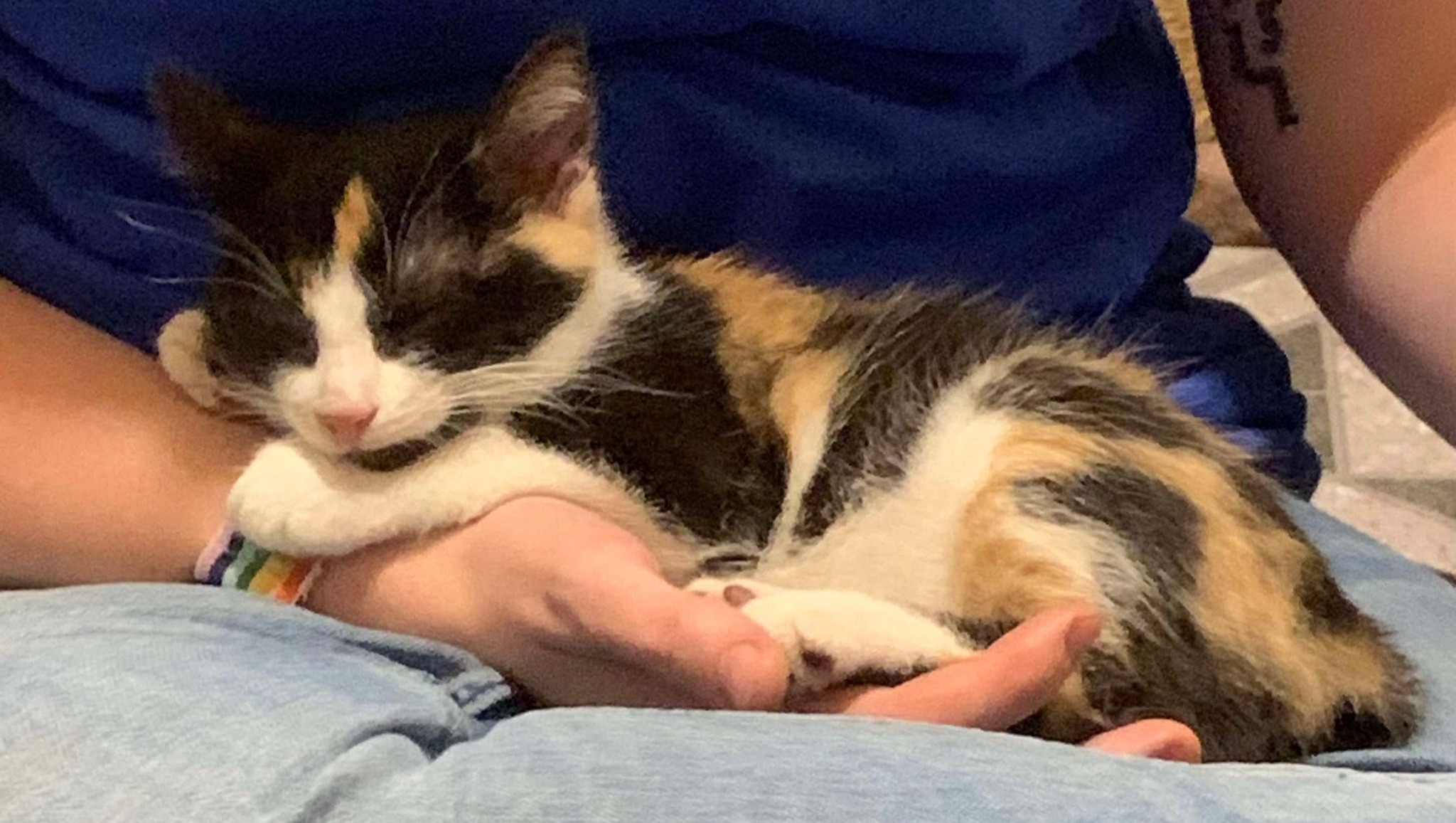 Fundraiser by Kaitlyn Moore Give Peach a Chance Help with Vet Bills