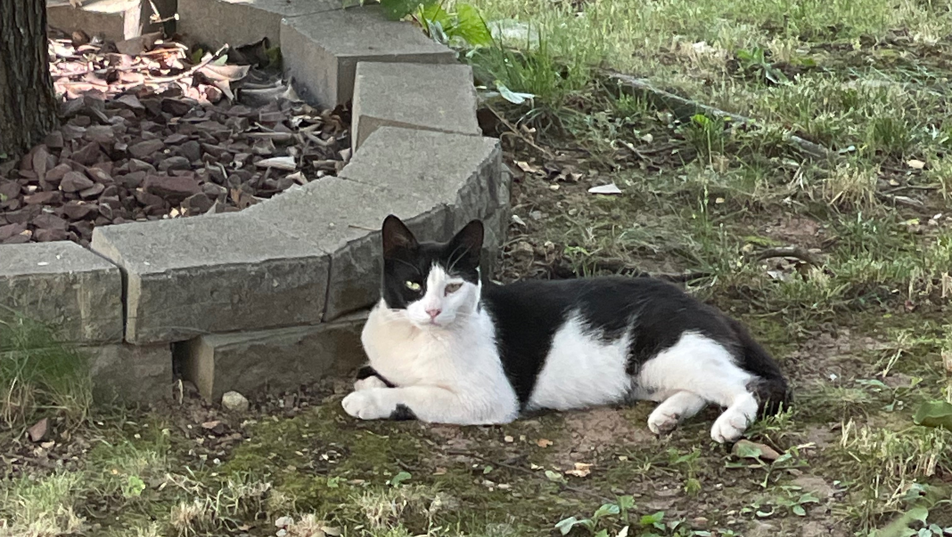 Fundraiser by Hira Qayyum Help Stray Cats Stay Warm and Fed