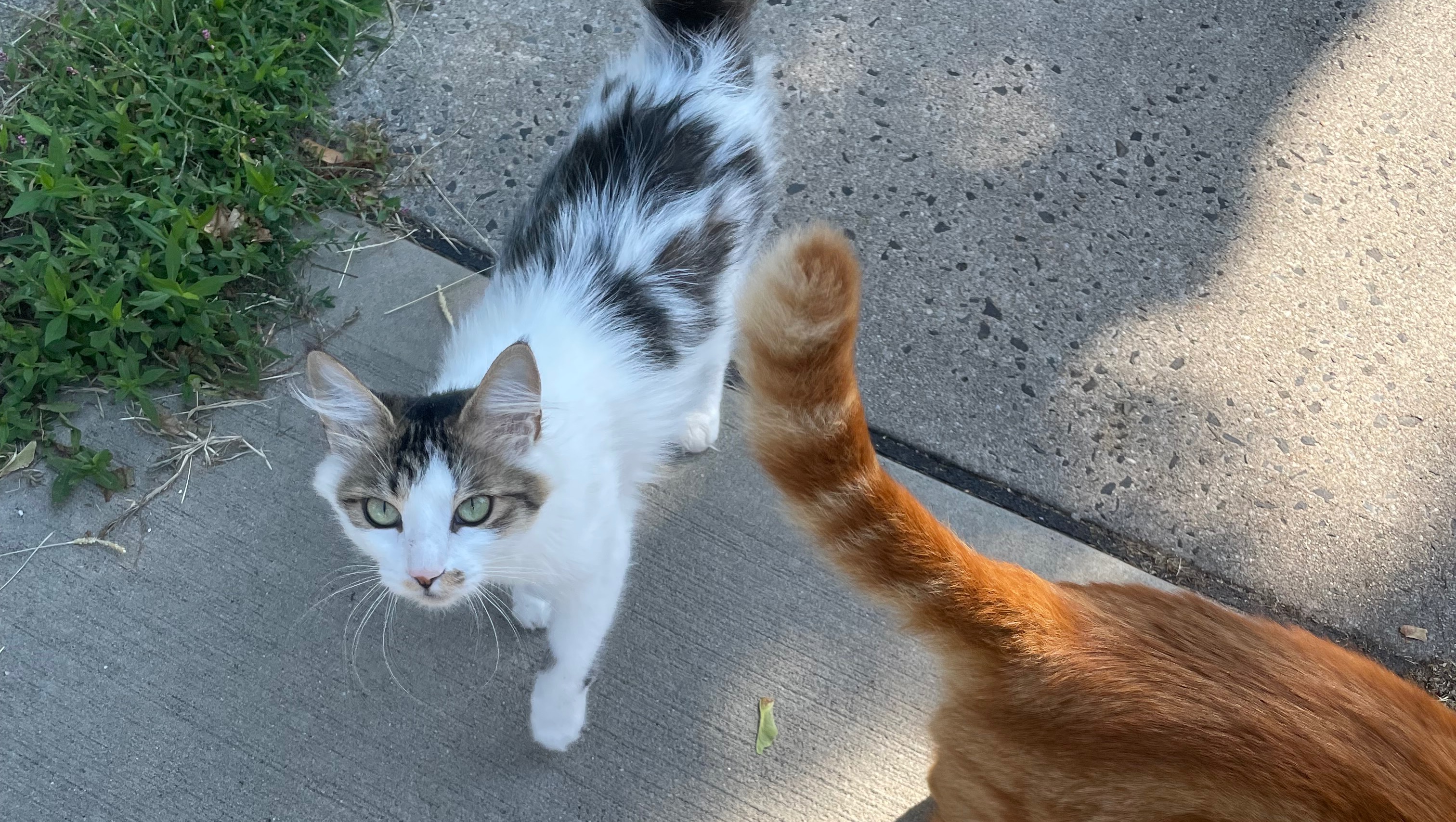 Fundraiser by Hira Qayyum Help Stray Cats Stay Warm and Fed