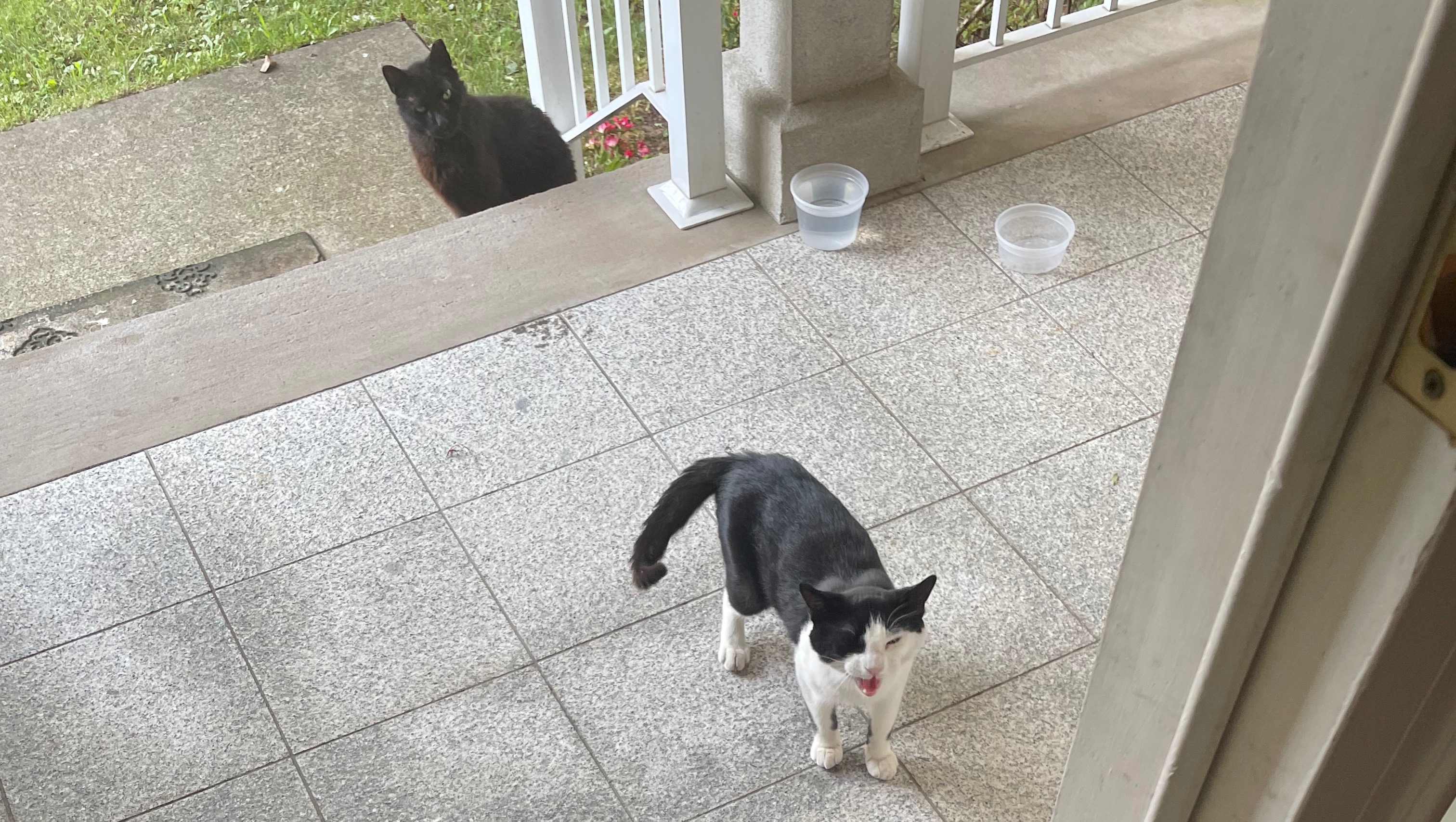 Fundraiser by Hira Qayyum Help Stray Cats Stay Warm and Fed