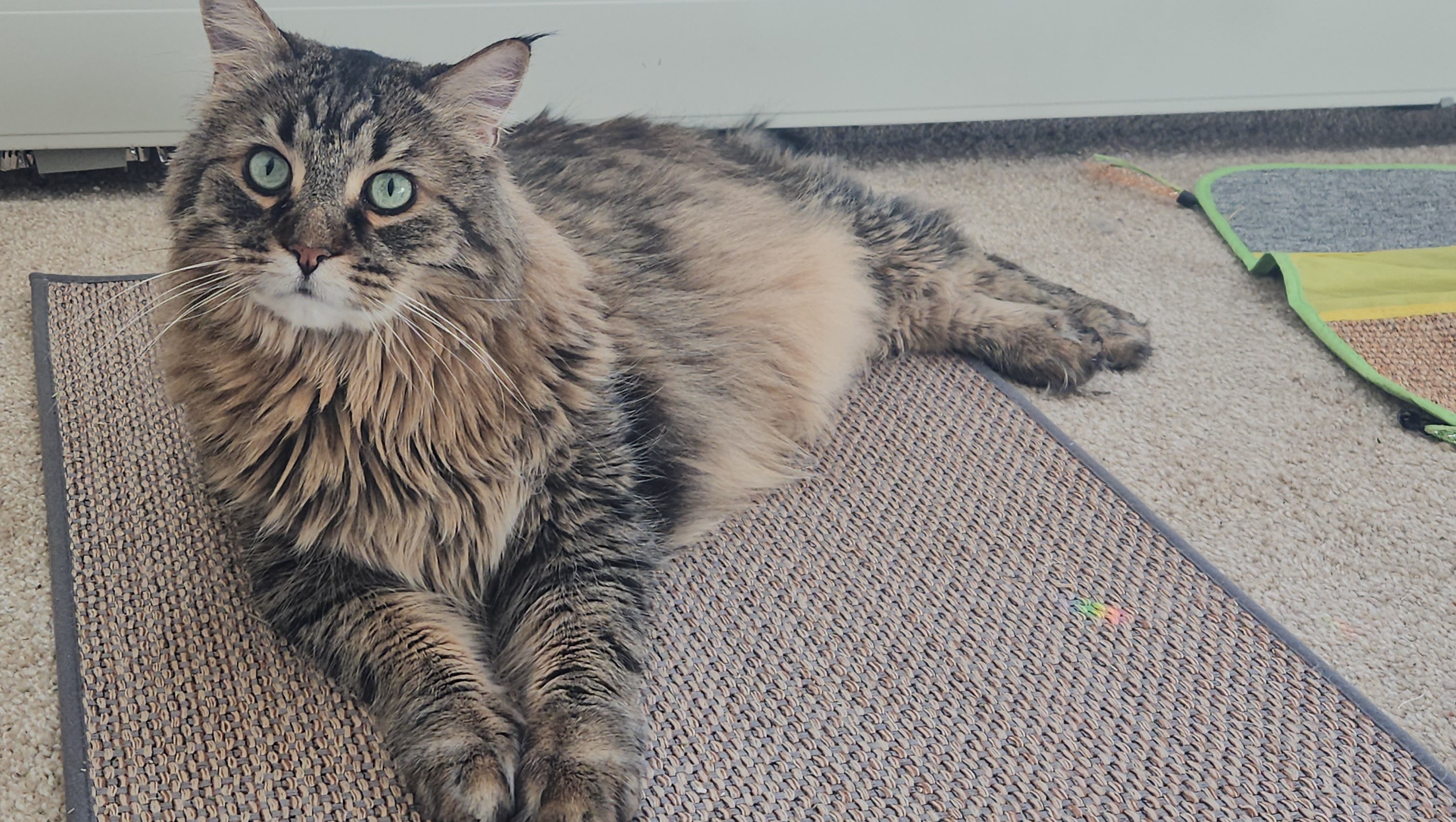 Fundraiser by Stephanie Blooflat Sullivan, the best cat ever, needs