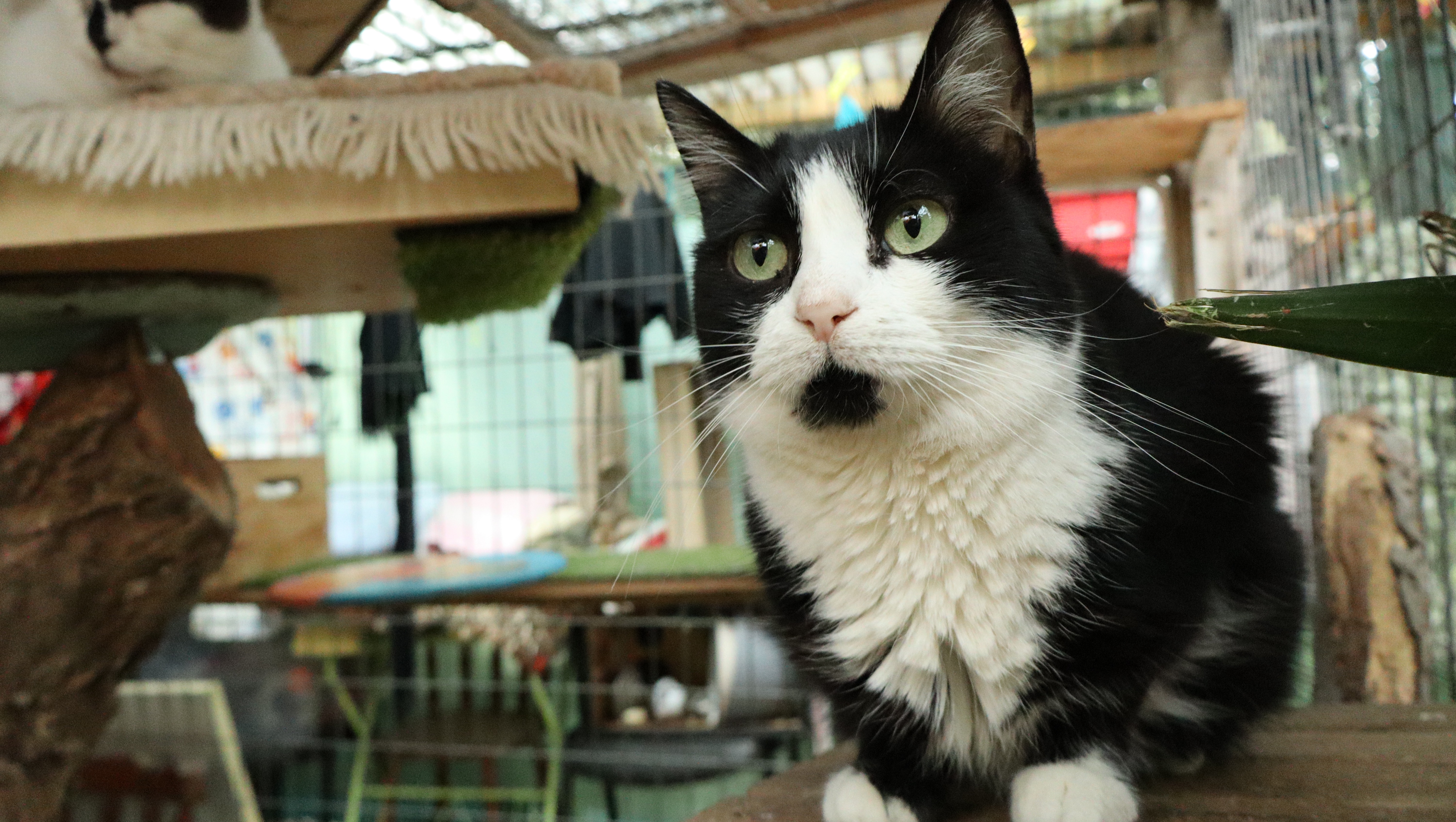 Operação Patinhas: Liquidar as Contas e Salvar Vidas photo
