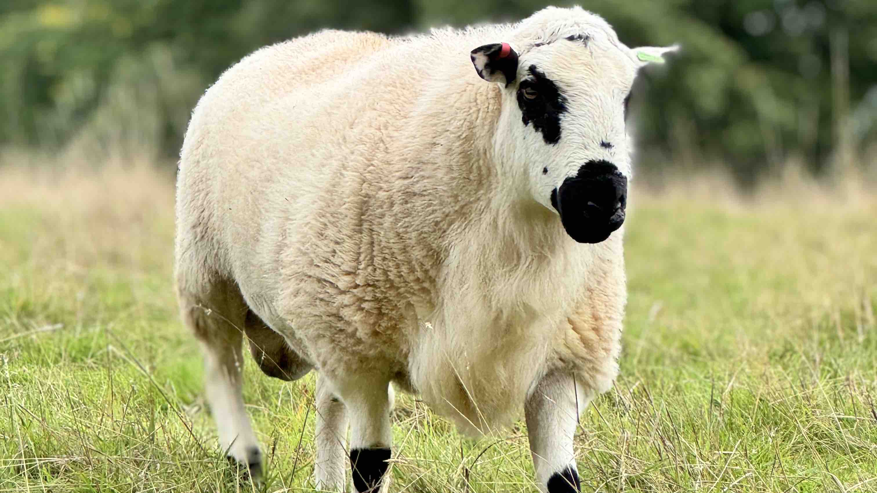 Winter feeding costs for the animals photo