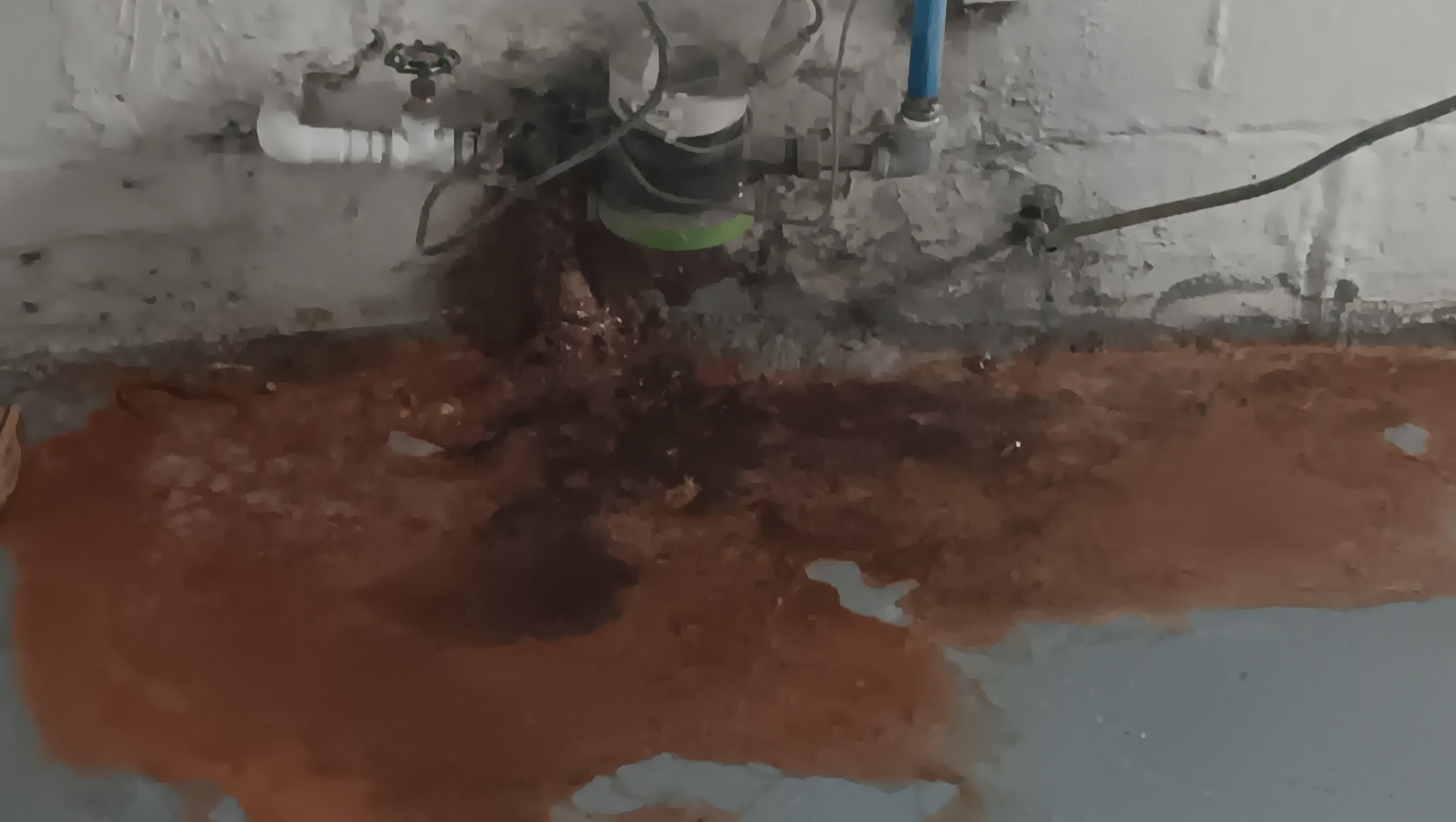 Urgent: Mouse Infestation Threatens Garopaba, Sc'S Macacu Area - eedvdsm