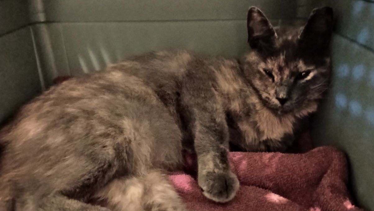 Fundraiser by Catherine MacKenzie Rally for Cali Help with Vet Bills