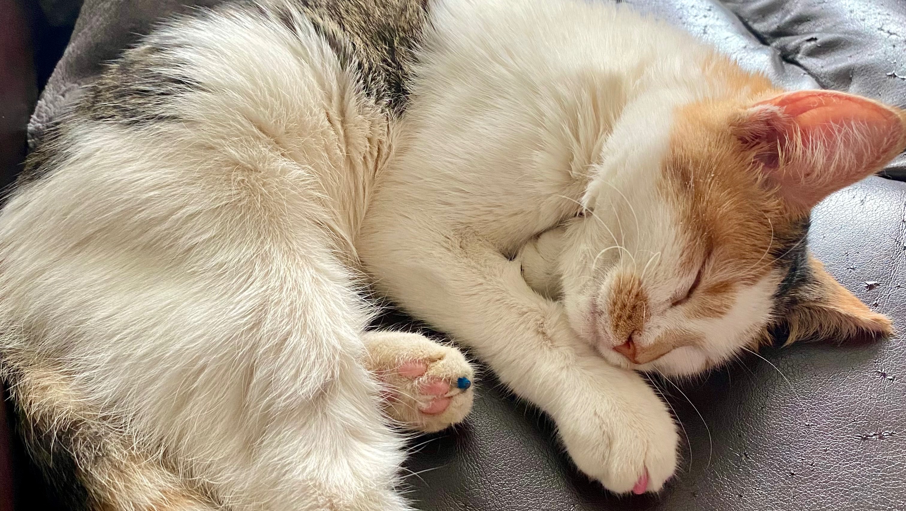 Fundraiser by Kai Wolden Help with Vet Bills for Rescued Kitten