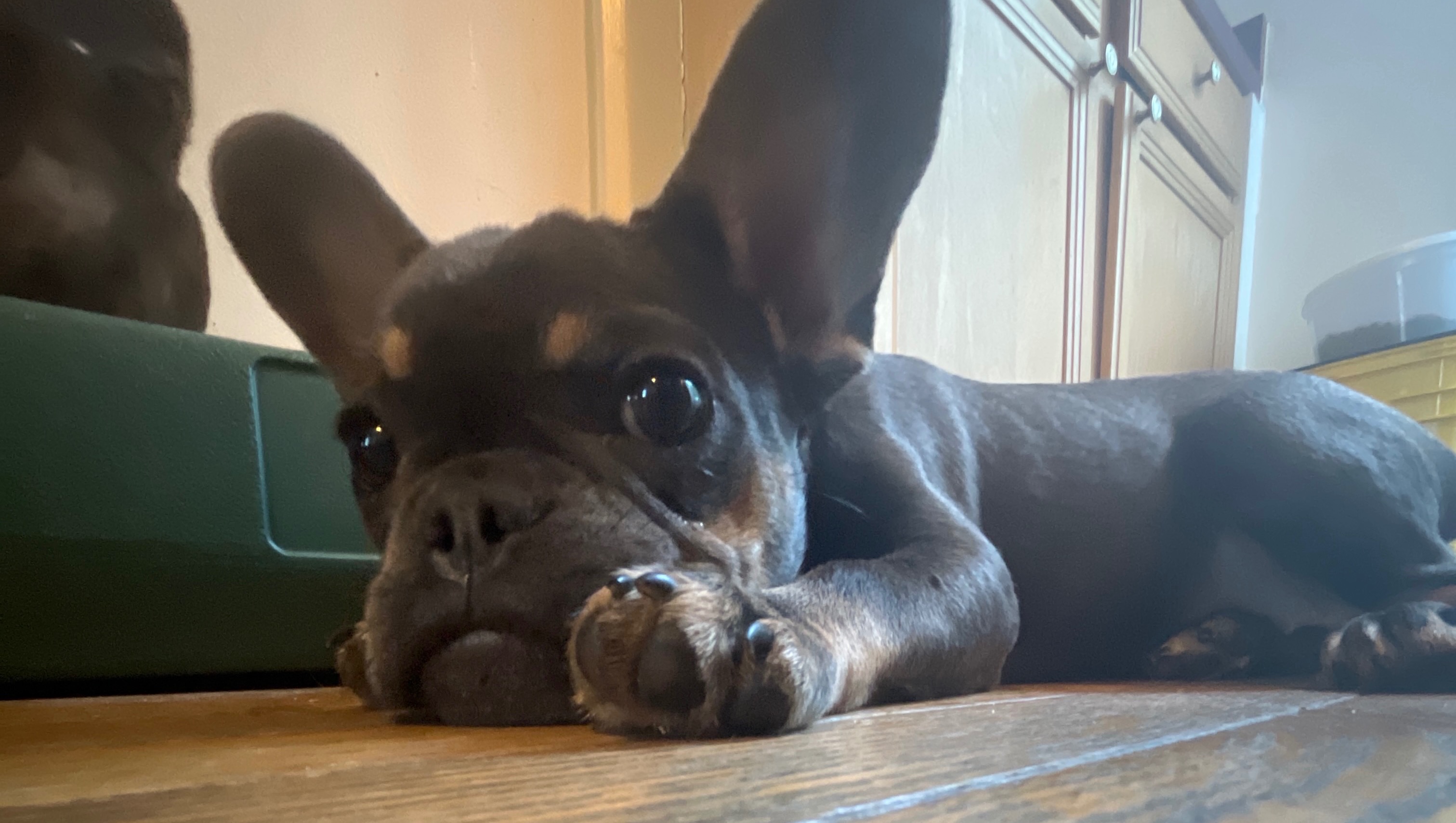 Fundraiser by Kelly Wall Support Shadow's Healing Journey