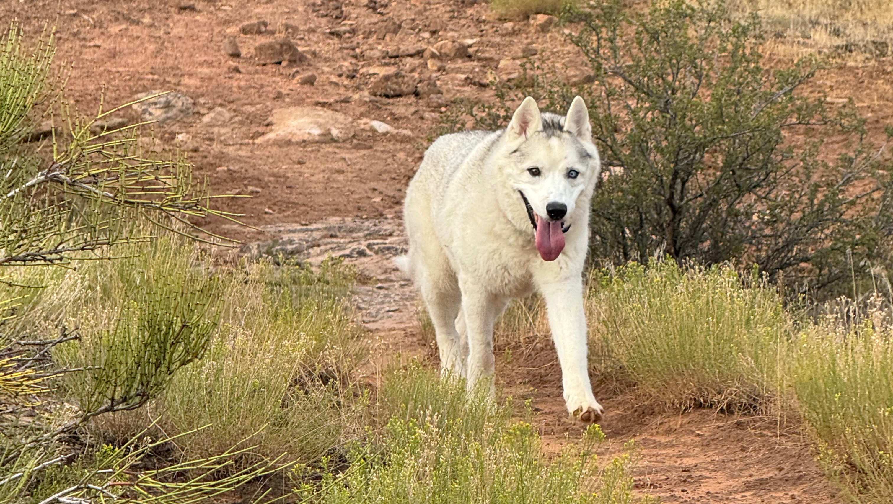 Fundraiser by Chip Reiber : Support Our Dog's Cancer Treatment Journey