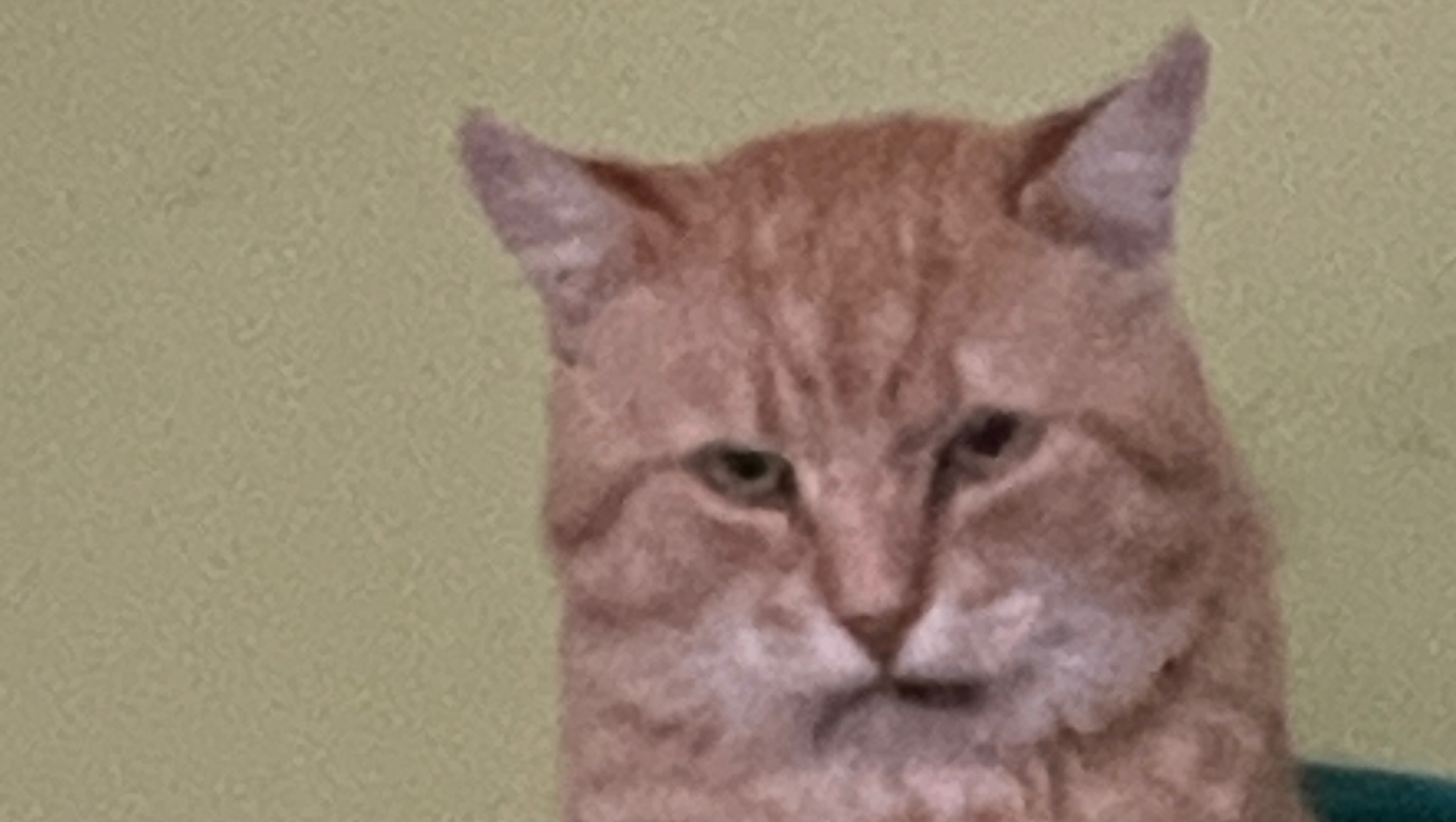 Fundraiser by Sharon Banks Come on help me raise money for Betley cat