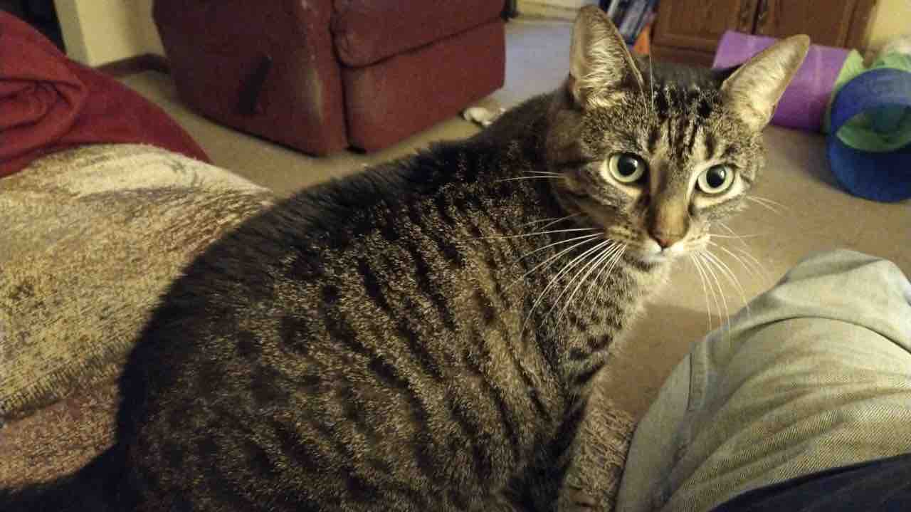 Emergency funds needed to save Sofi photo