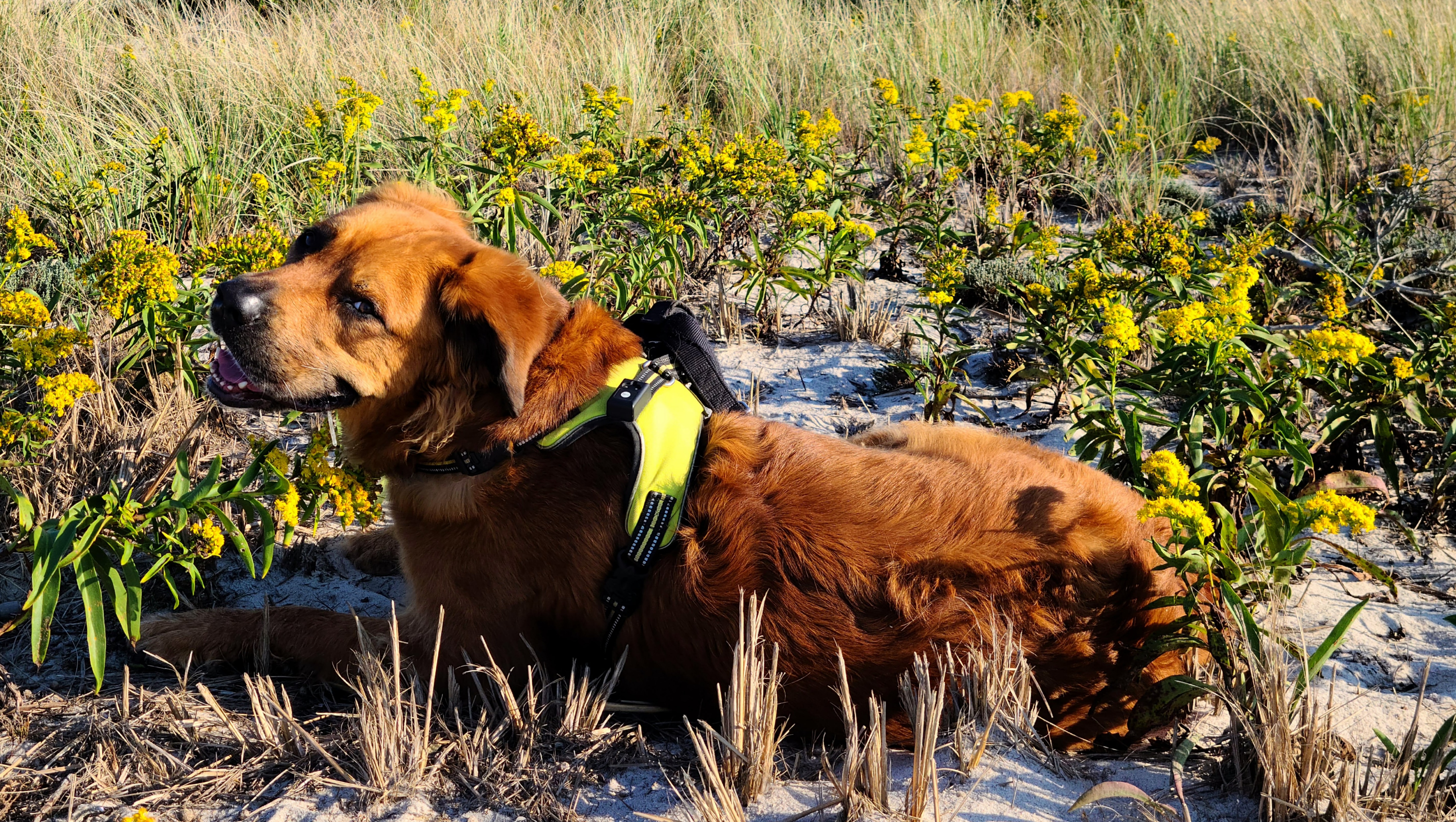 Support for Magoo's best friend, in his loving memory photo