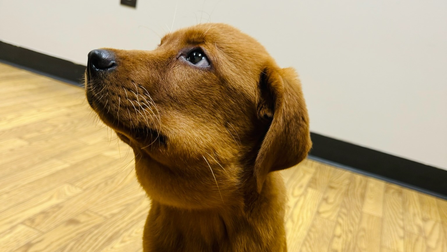 Fundraiser by Dana Cadotte : Help Rip Get Life-Saving Surgery