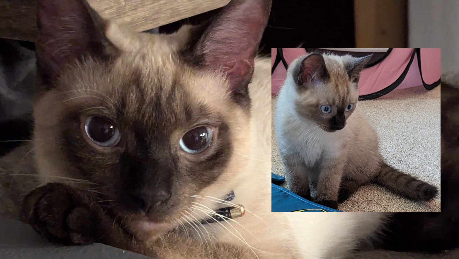 Help save Mew's life from FIP photo