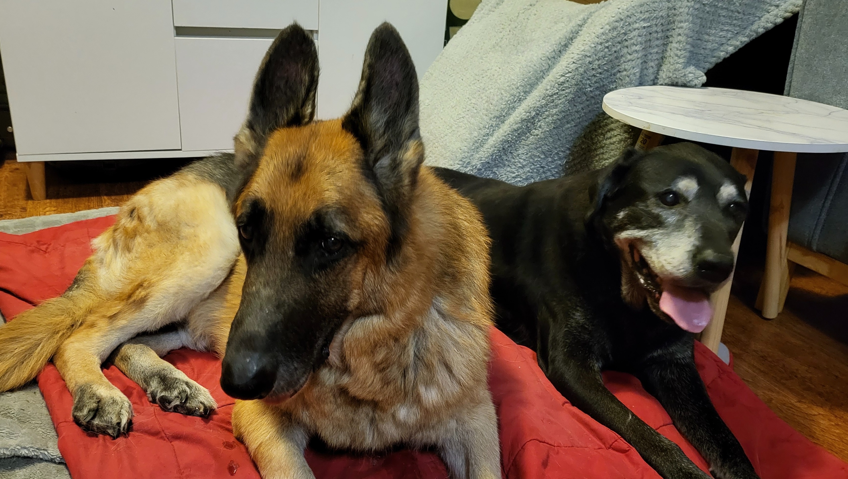 Fundraiser by Amanda Hollis HELP, HE IS IN PAIN, NEED TO GO OVER THE