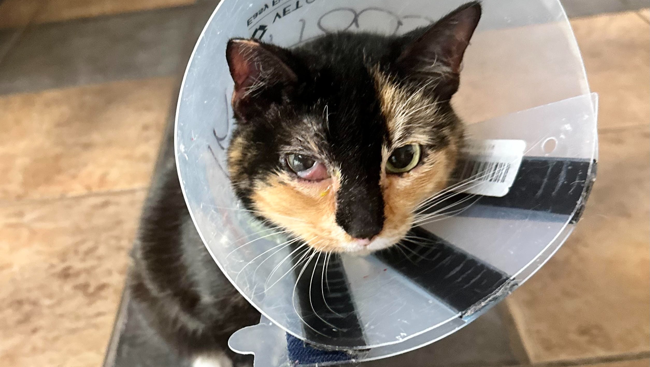 Fundraiser by Rebecca Lippert : Help Us Care for Our Brave Cat Lasso