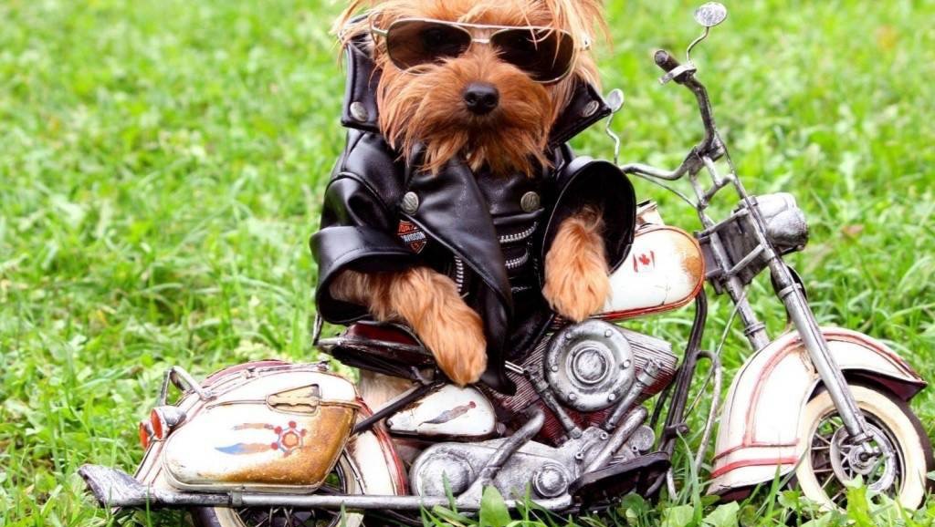 Fundraiser by Laura Montero UNA MOTO POR LA CAUSA