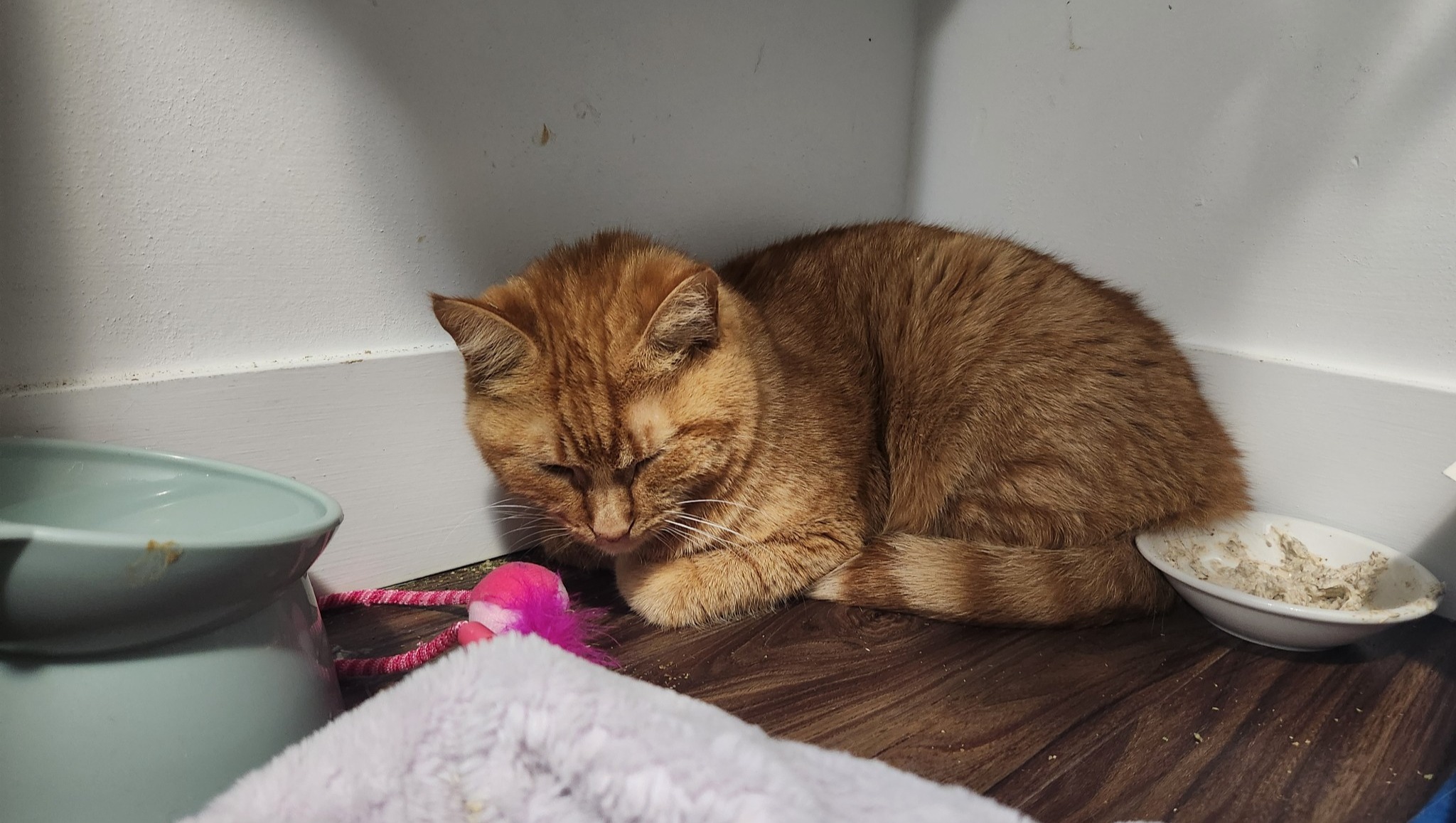 Fundraiser by Hailey Goulet Eldridge Cheeto's Blood Transfusion