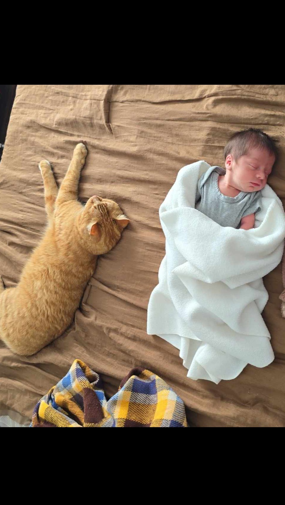 Fundraiser by Hailey Goulet Eldridge Cheeto's Blood Transfusion