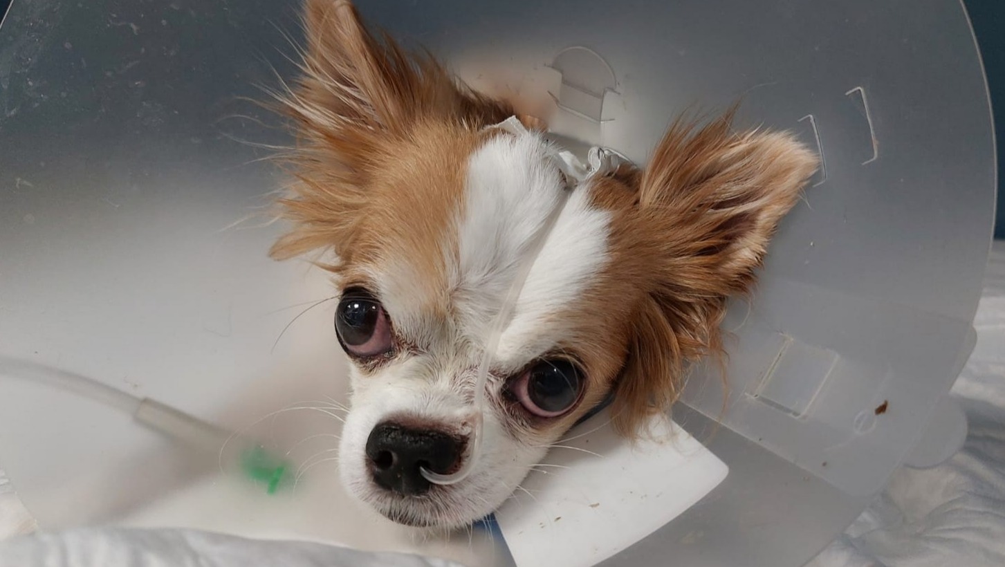 Fundraiser by Regina Rocca Il piccolo Chupito