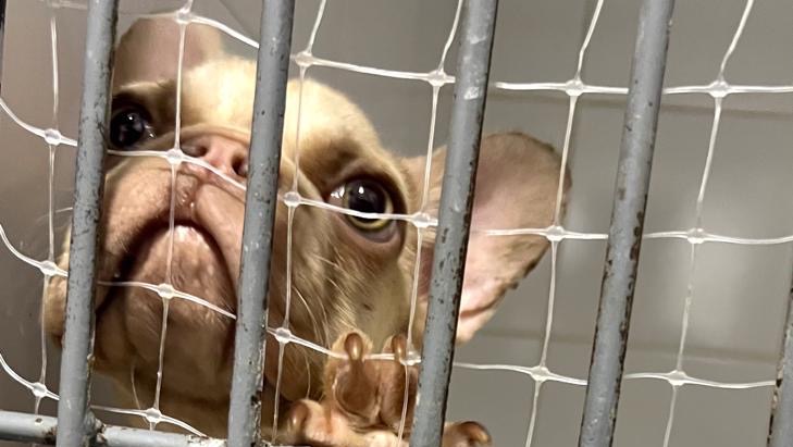 Help us pay our veterinary expenses photo