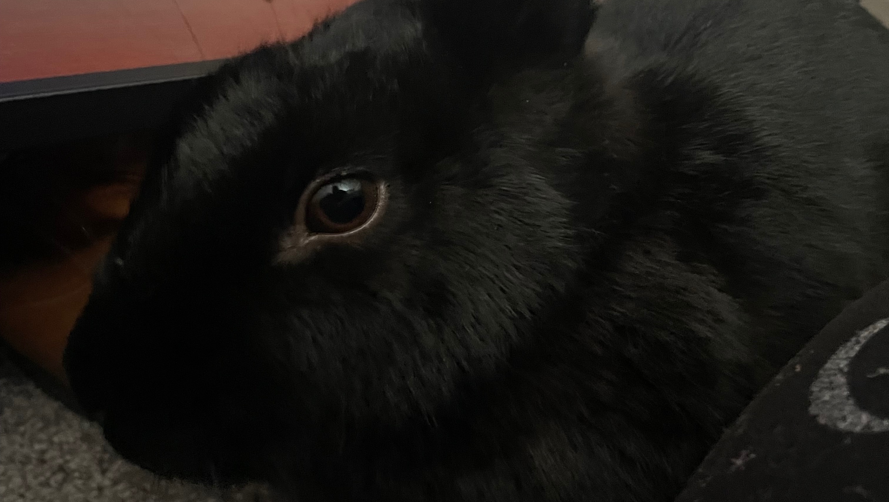 Fundraiser by Fia Goudes Help Spook the Rabbit Get Spayed