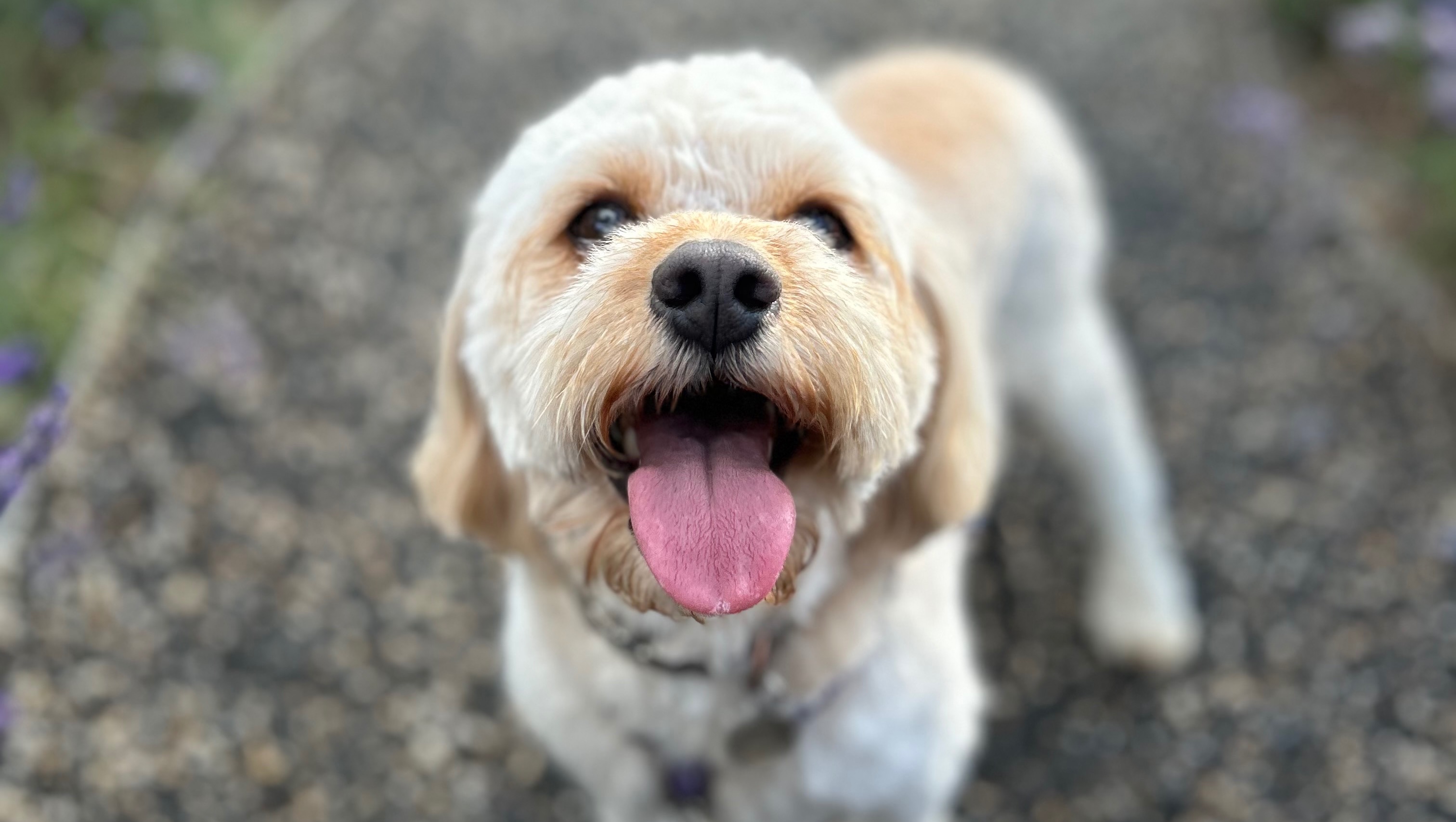 Fundraiser by Adrien Ricoux : Help Cali Live Pain-Free: Urgent Hip ...