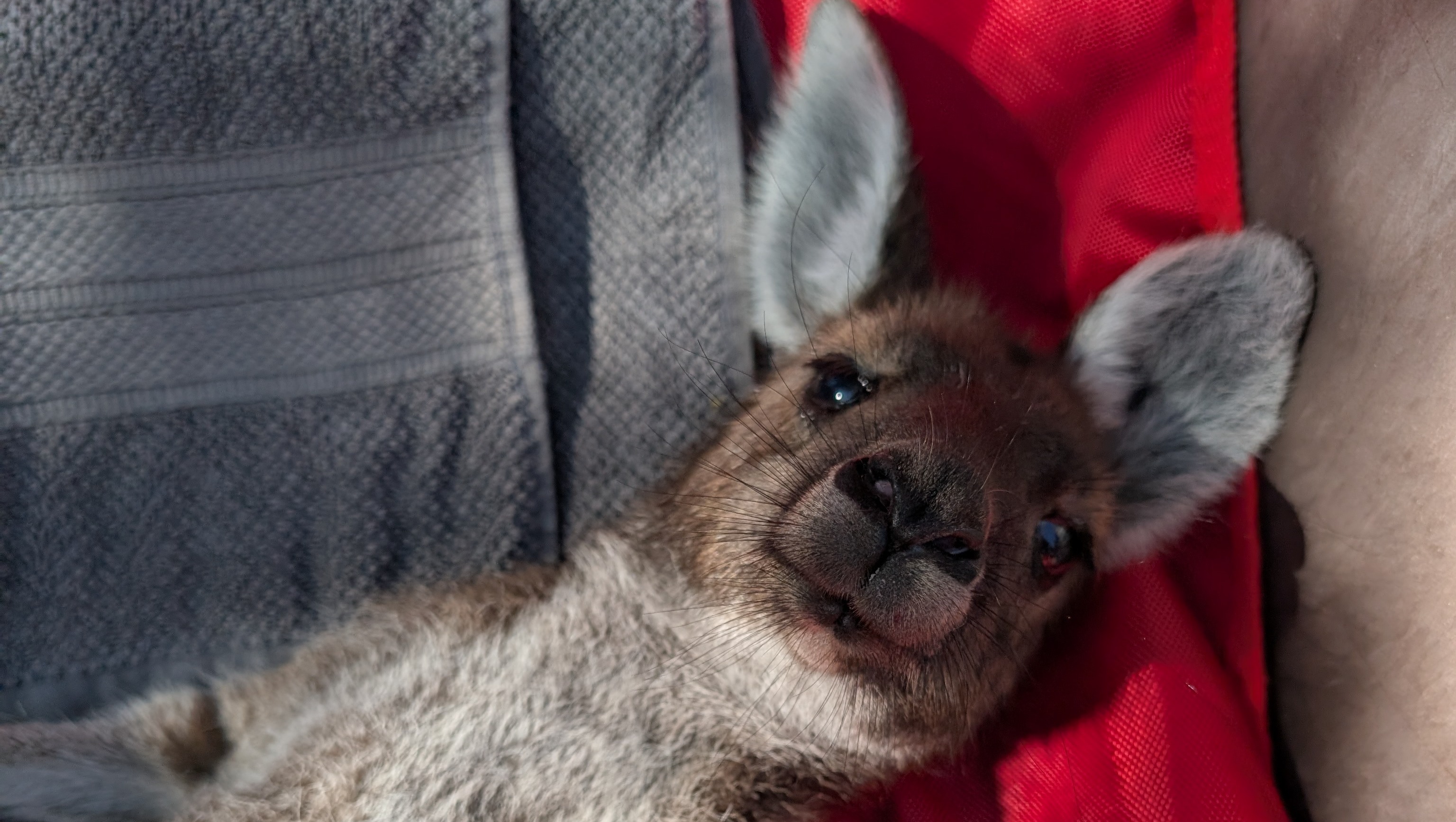 Help-build-Perth's First Wildlife Translocation Centre pinned link photo