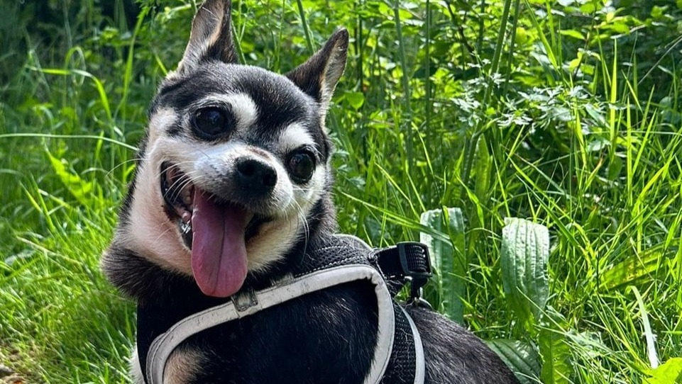 Fundraiser by Hanneke Hauck King heeft hulp nodig